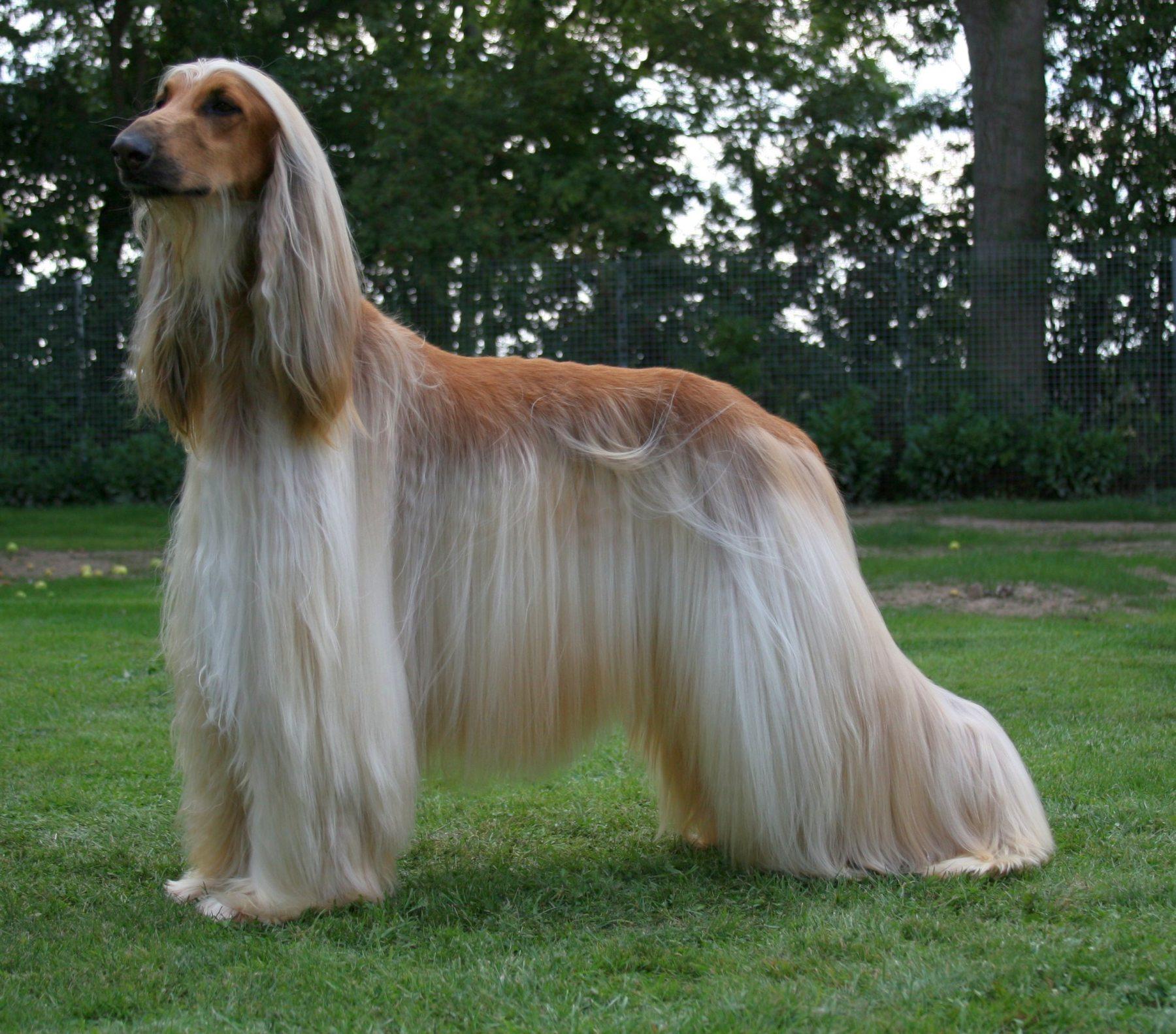 Afghan Hound Information and Wallpaper, New Dog Funny Pet Picture