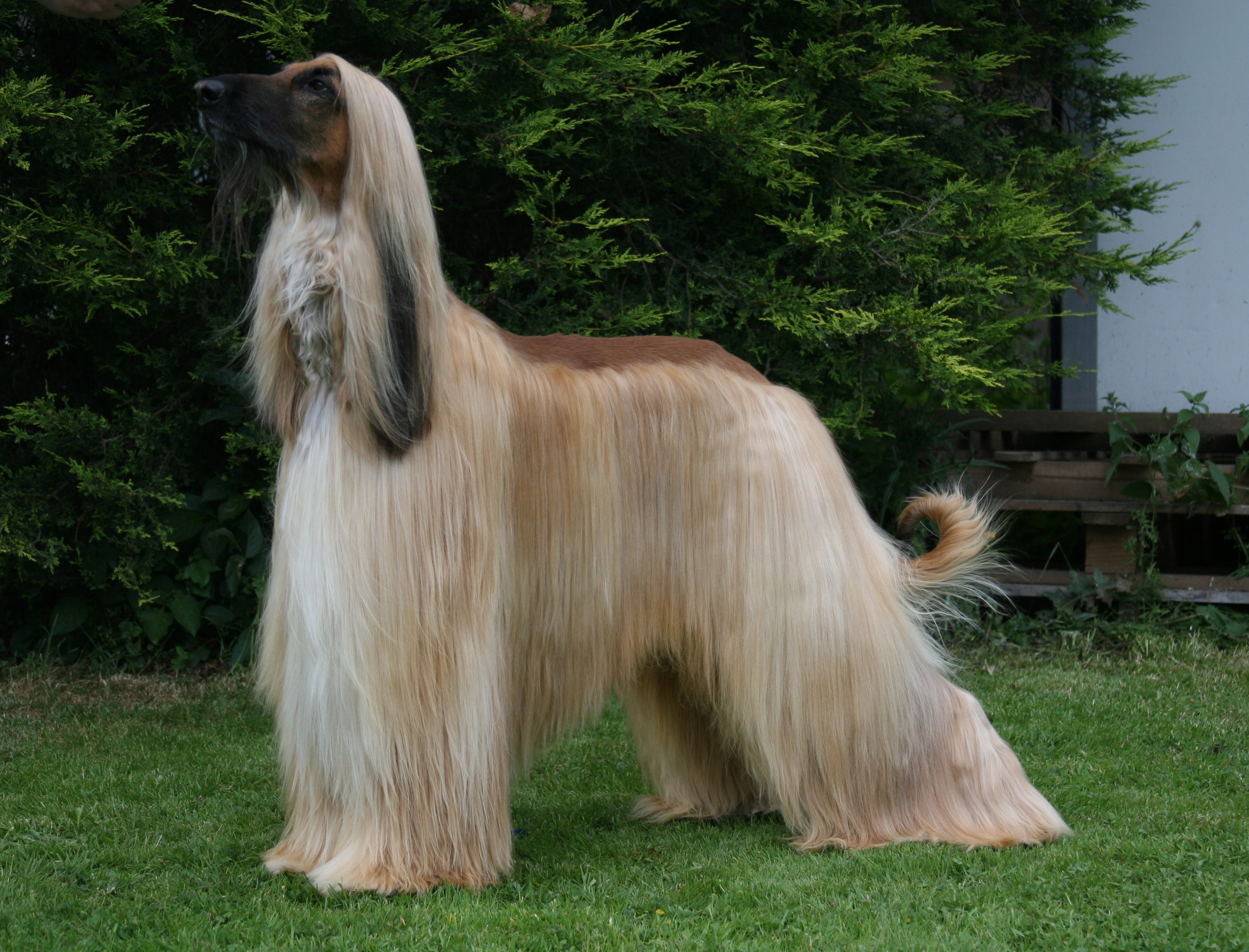 Afghan Hound Wallpaper 24 X 2328