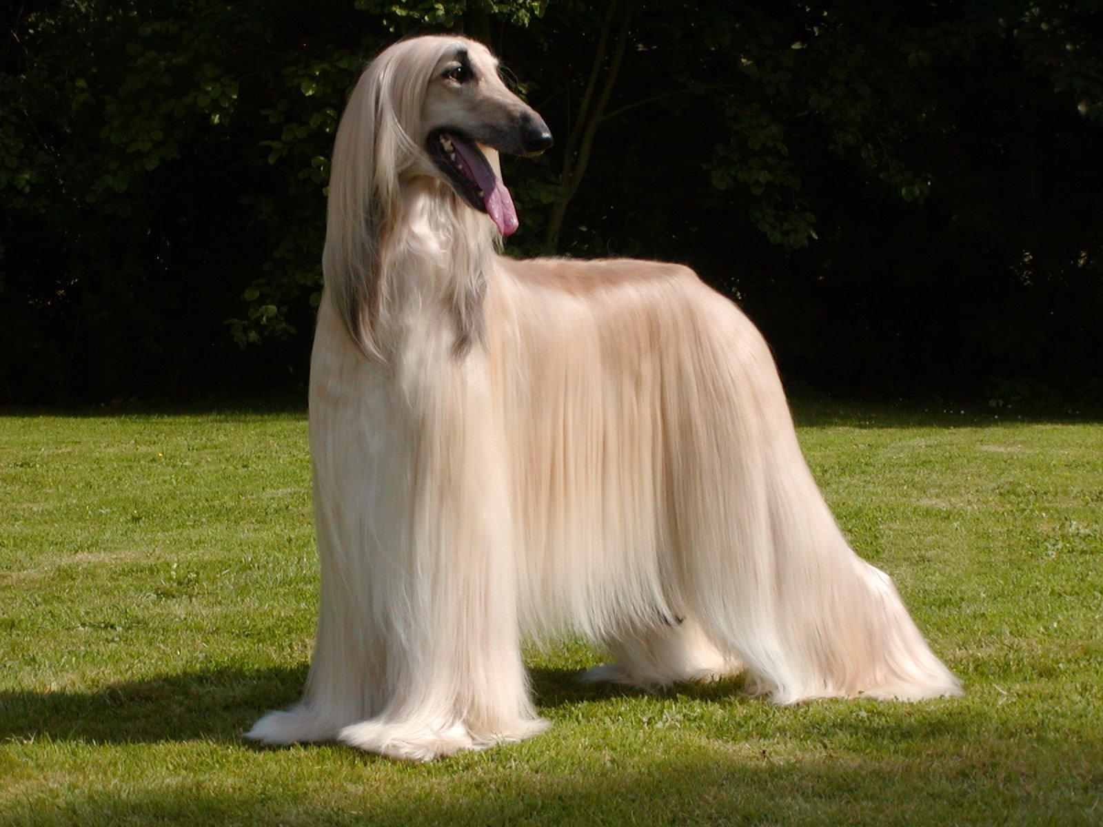 Beautiful Afghan Hound photo and wallpaper. Beautiful Beautiful