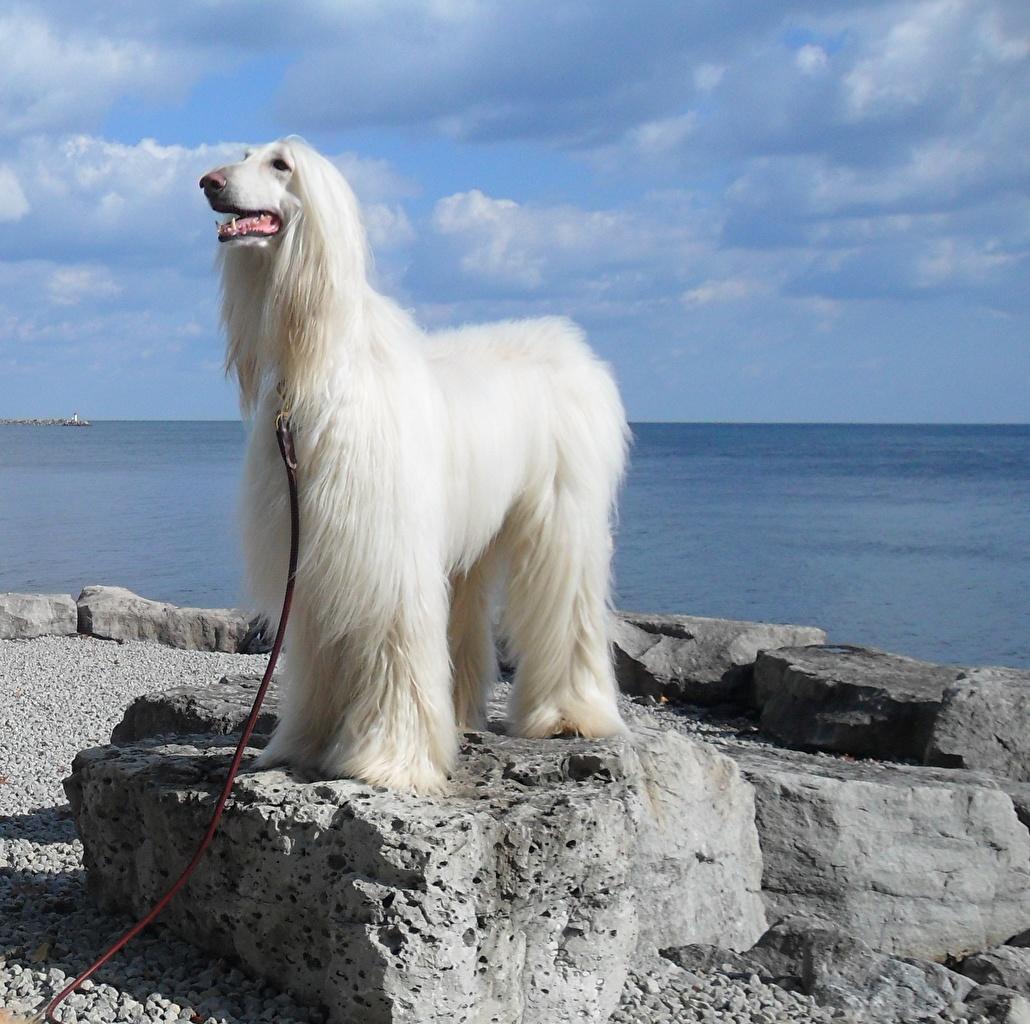 Afghan Hound Wallpaper 17 X 1024