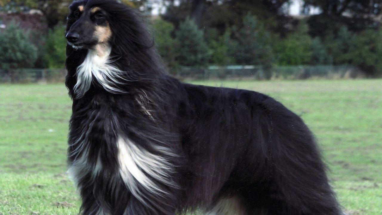afghan hound wall paper. afghan hound HD wallpaper. Afghan Hound