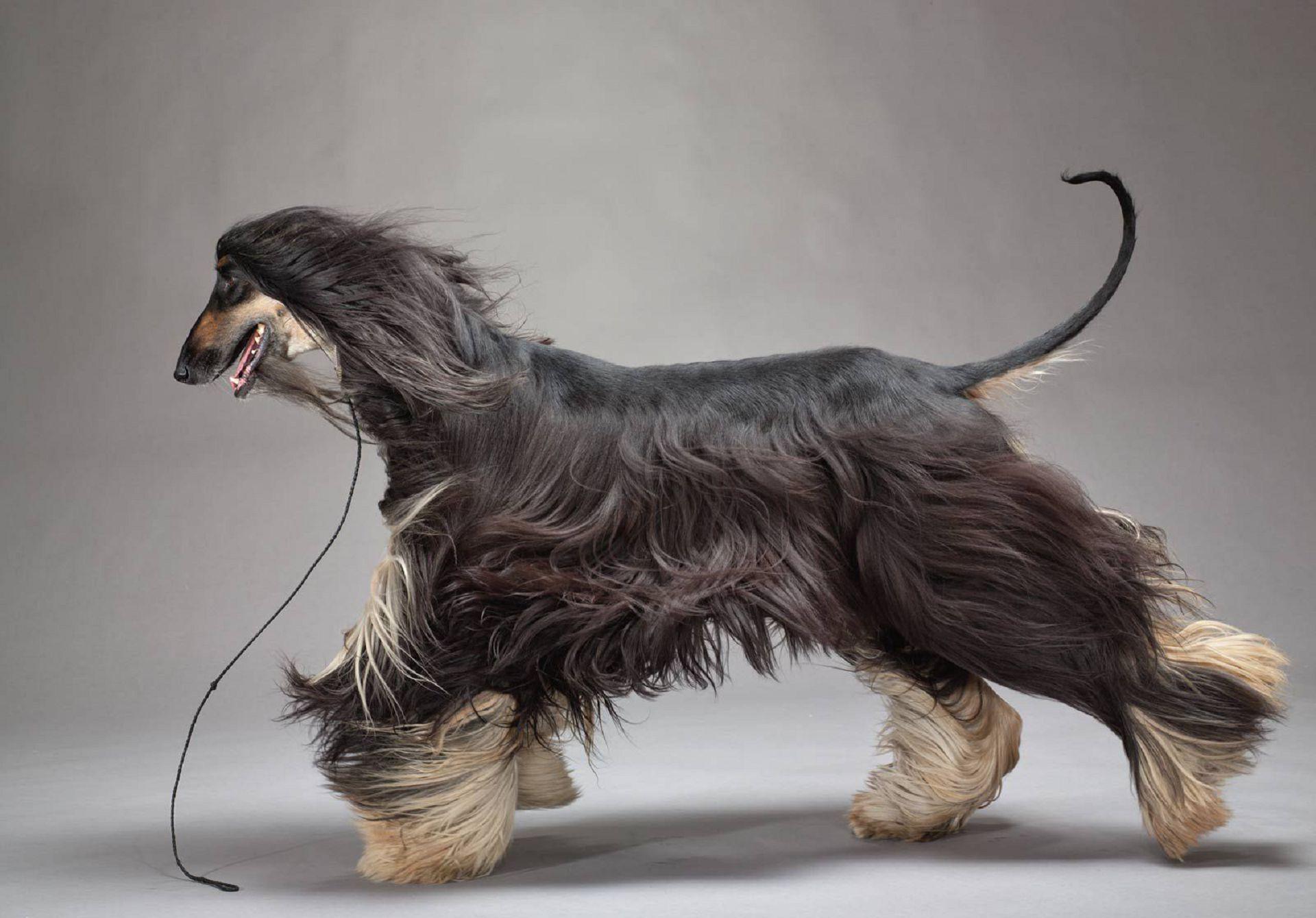 Afghan Hound Wallpapers - Wallpaper Cave