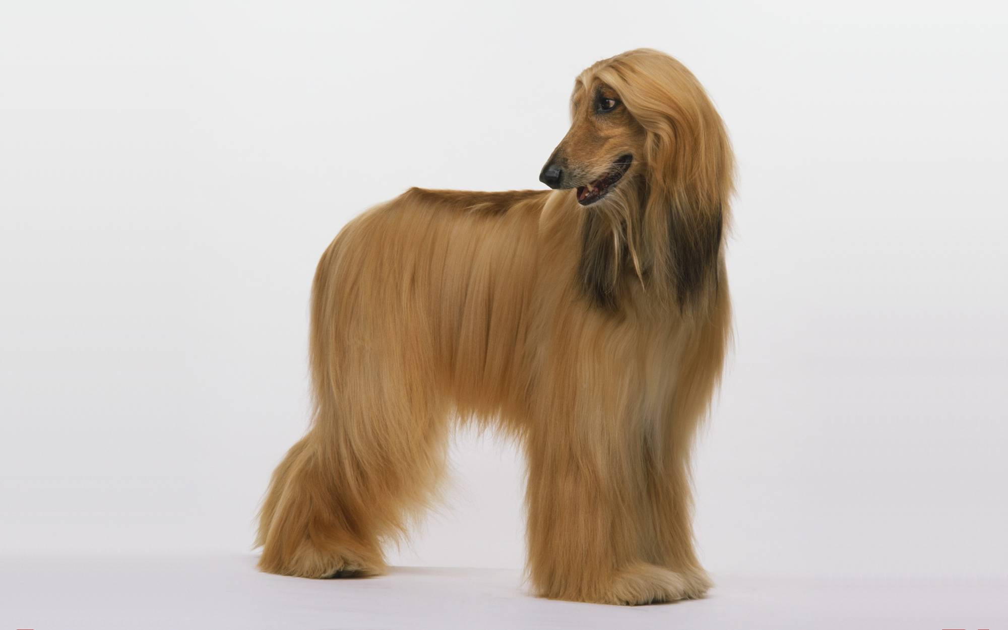 Afghan Hound Wallpaper HD Download