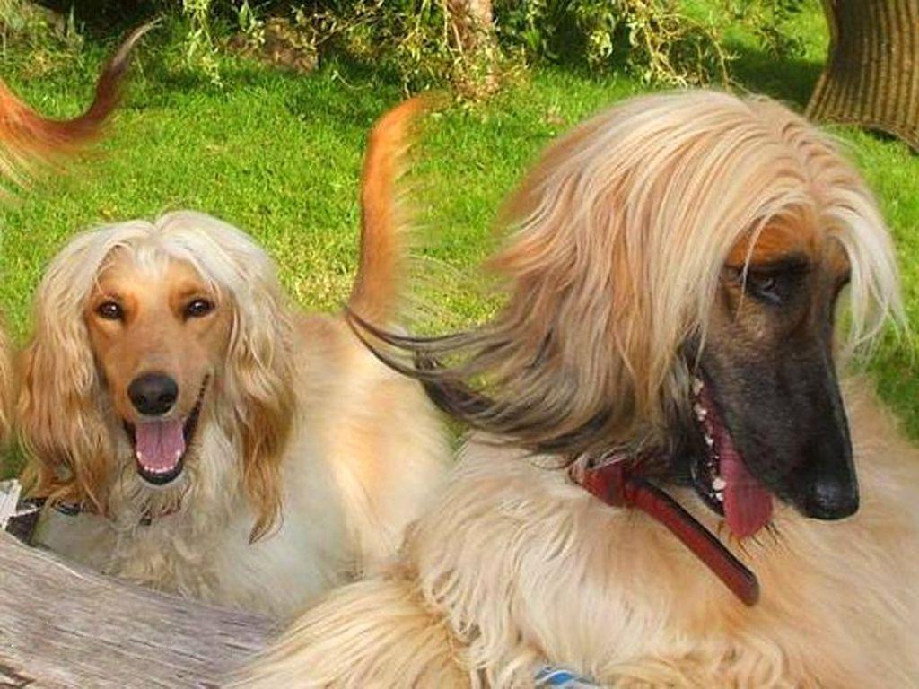 afghan hound. Afghan Hound Information and Wallpaper, New Dog