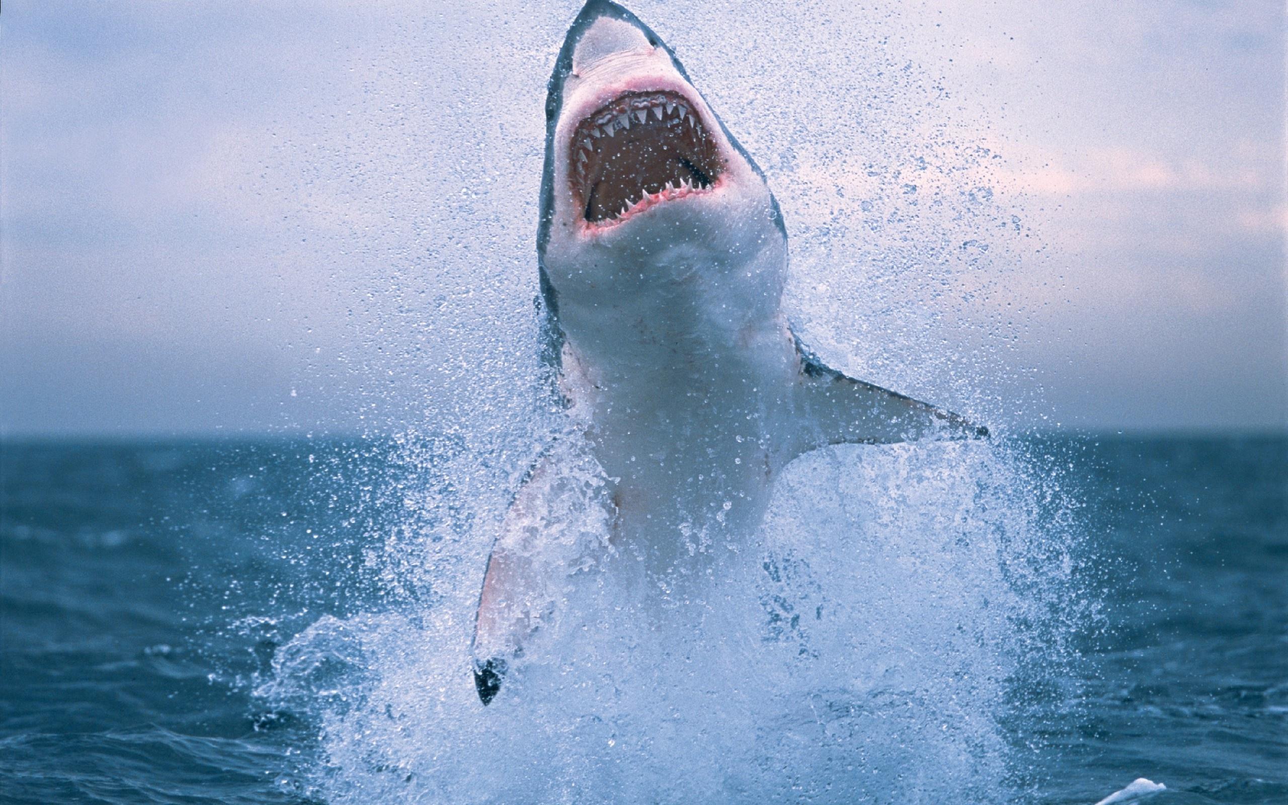 Shark Desktop Wallpaper , free download, (33)
