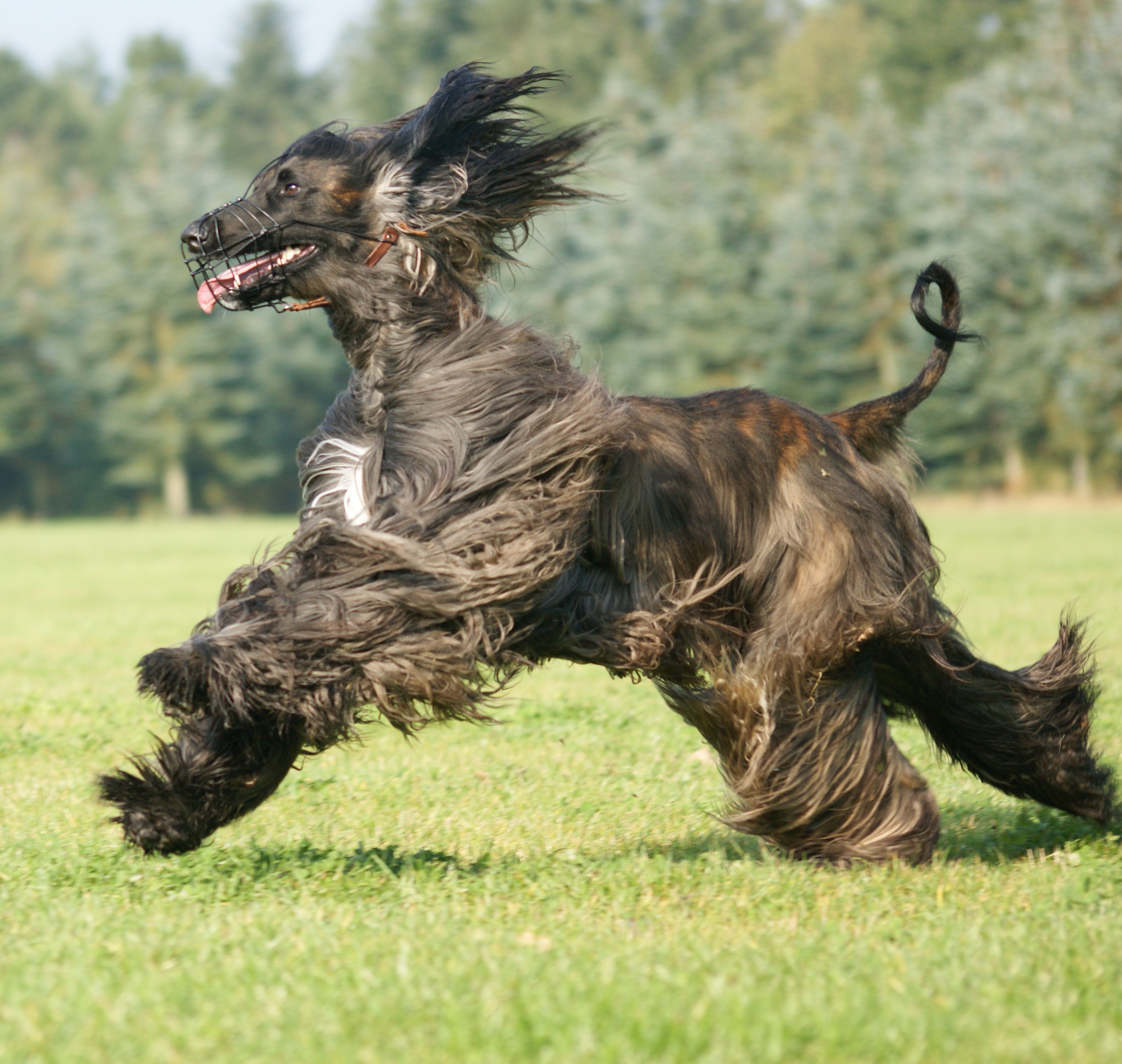 Cute running Afghan Hound photo and wallpaper. Beautiful Cute