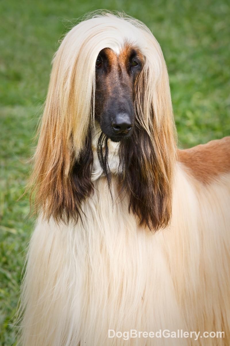Afghan Hound Wallpaper HD Download