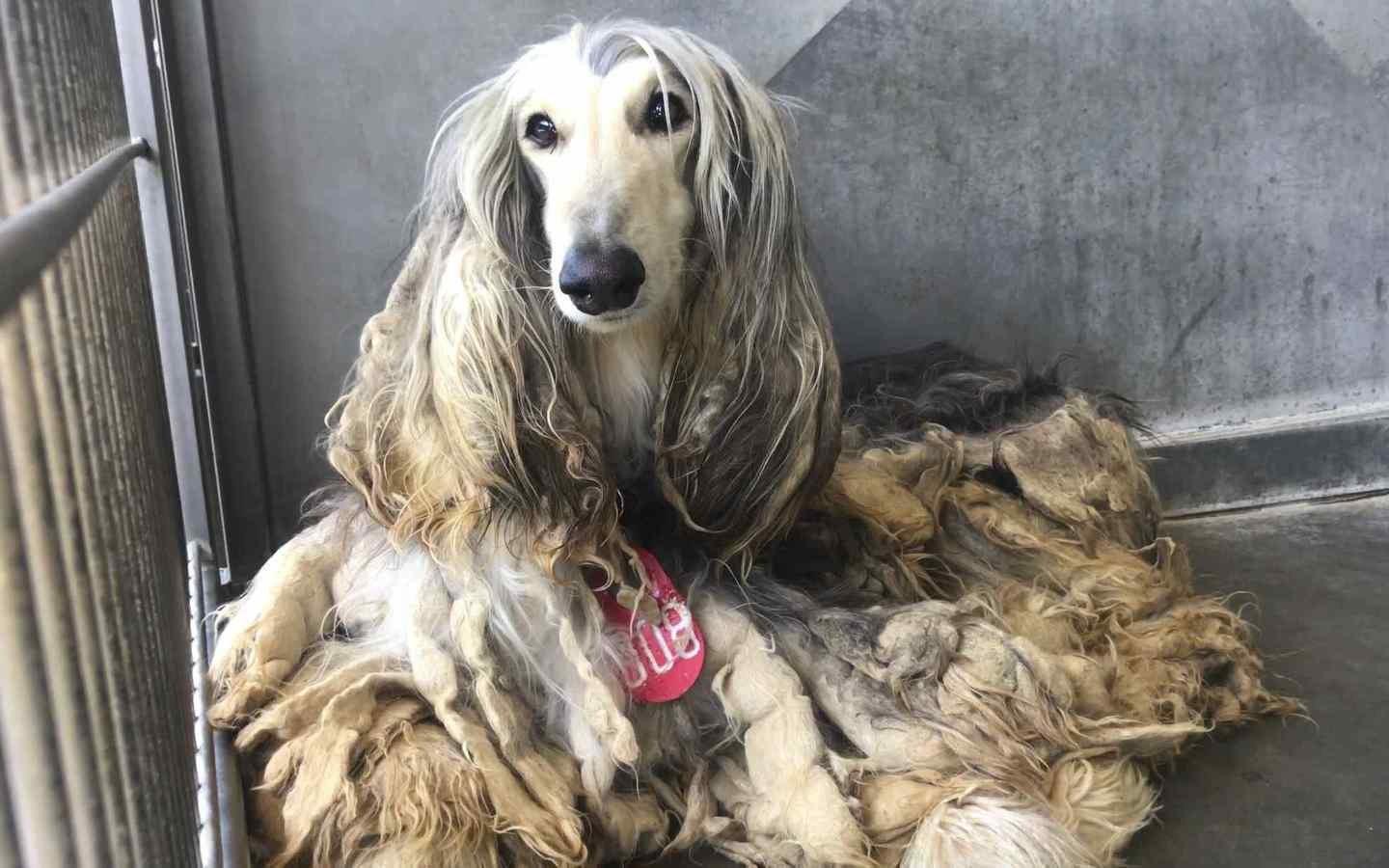 WallpaperMISC Hound HD Wallpaper 34 X 900 Free TOP