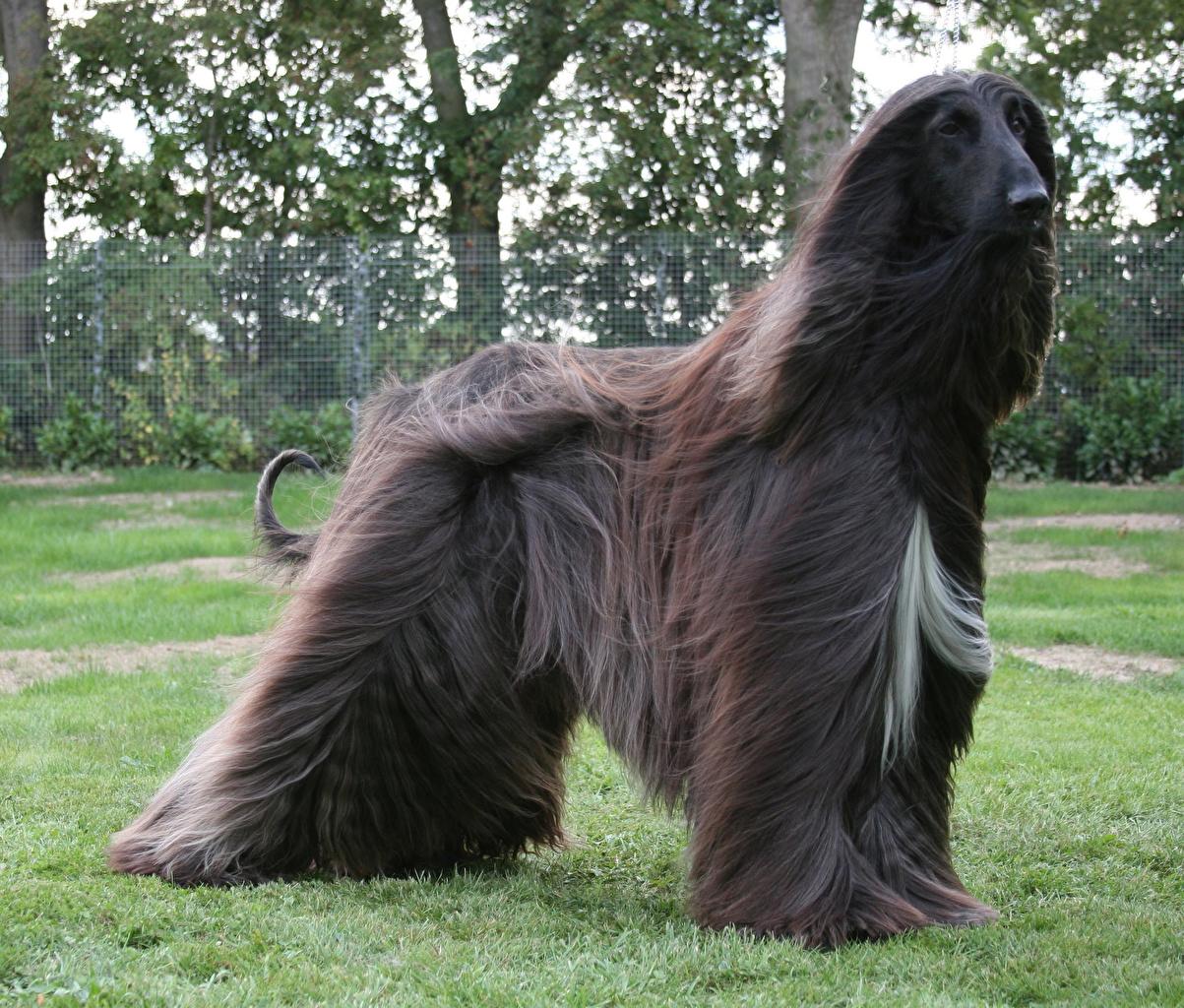 Picture Sighthound Afghan Hound Dogs Grass Animals