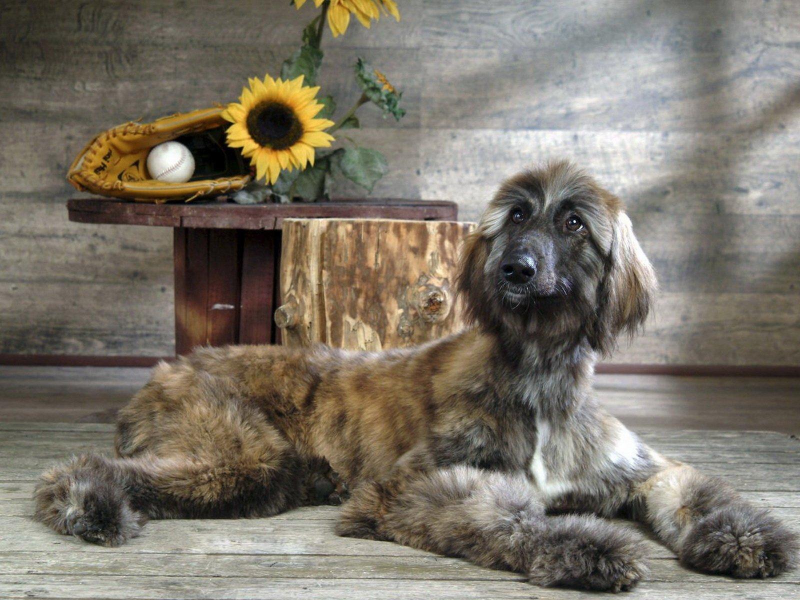 Afghan Hound Wallpaper and Background Imagex1200