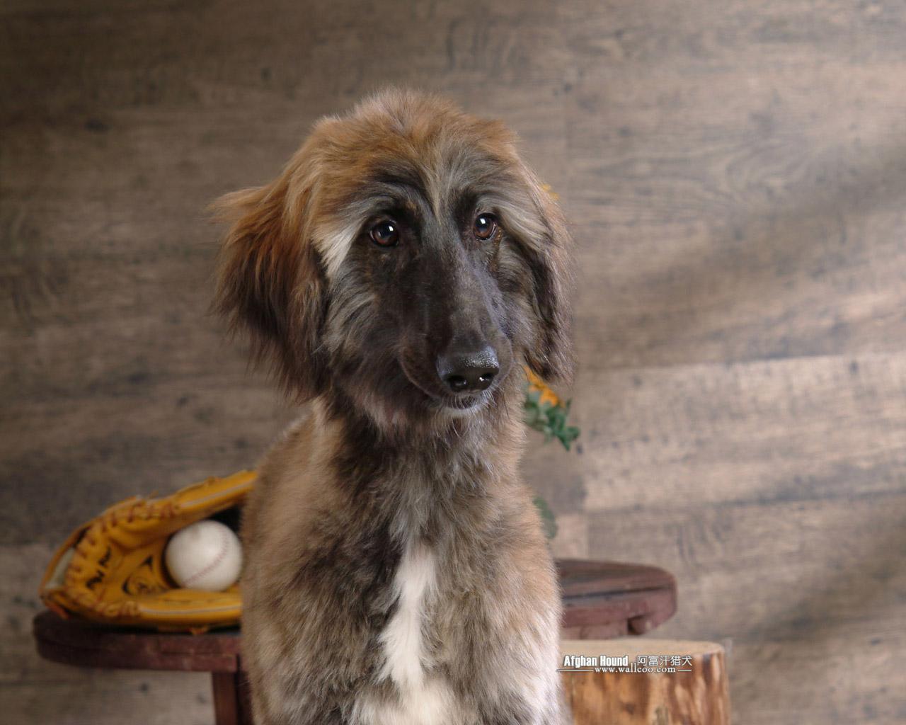 Afghan Hound photo Hound Wallpaper 1280x1024 NO.10