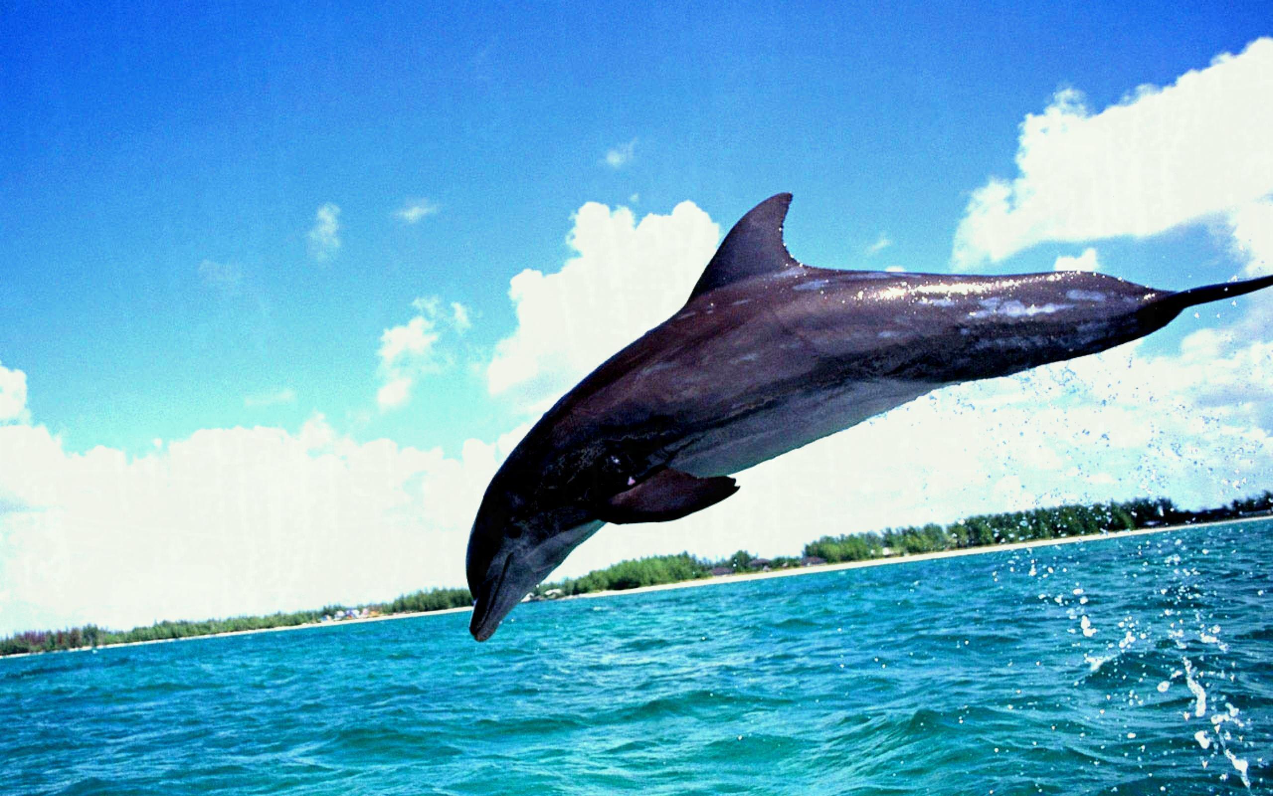 Free HD Dolphin Jump Desktop Background Download Wallpaper