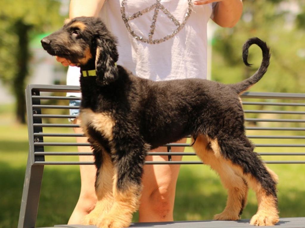 Afghan Hound Sale Dog Breeds