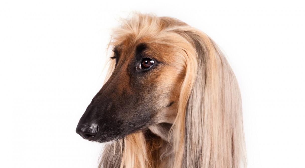 1216x669px Afghan Hound 103.1 KB