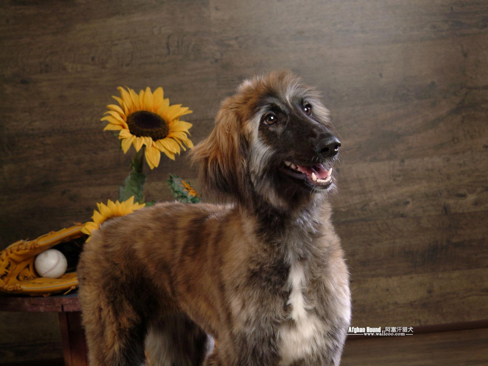 Afghan Hound photo Hound Wallpaper 1600x1200 NO.8 Desktop