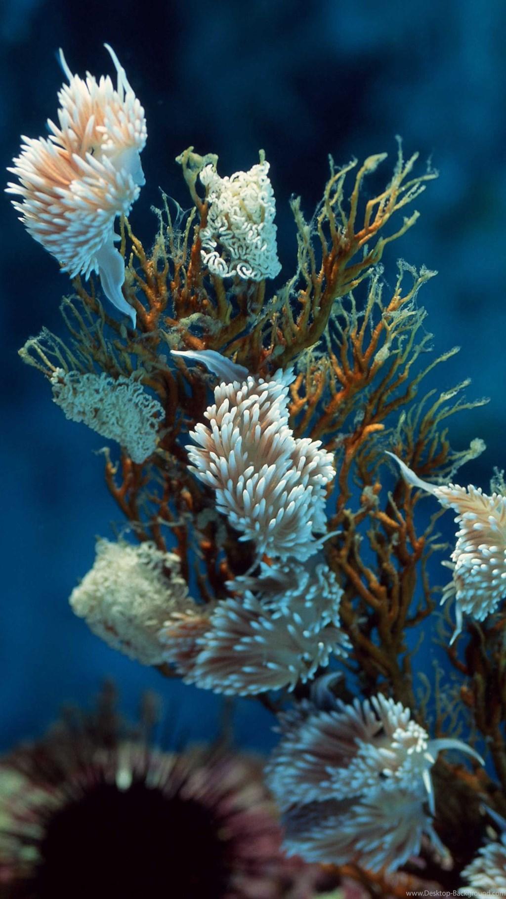 Rare Marine Plants LG G4 Wallpaper Desktop Background