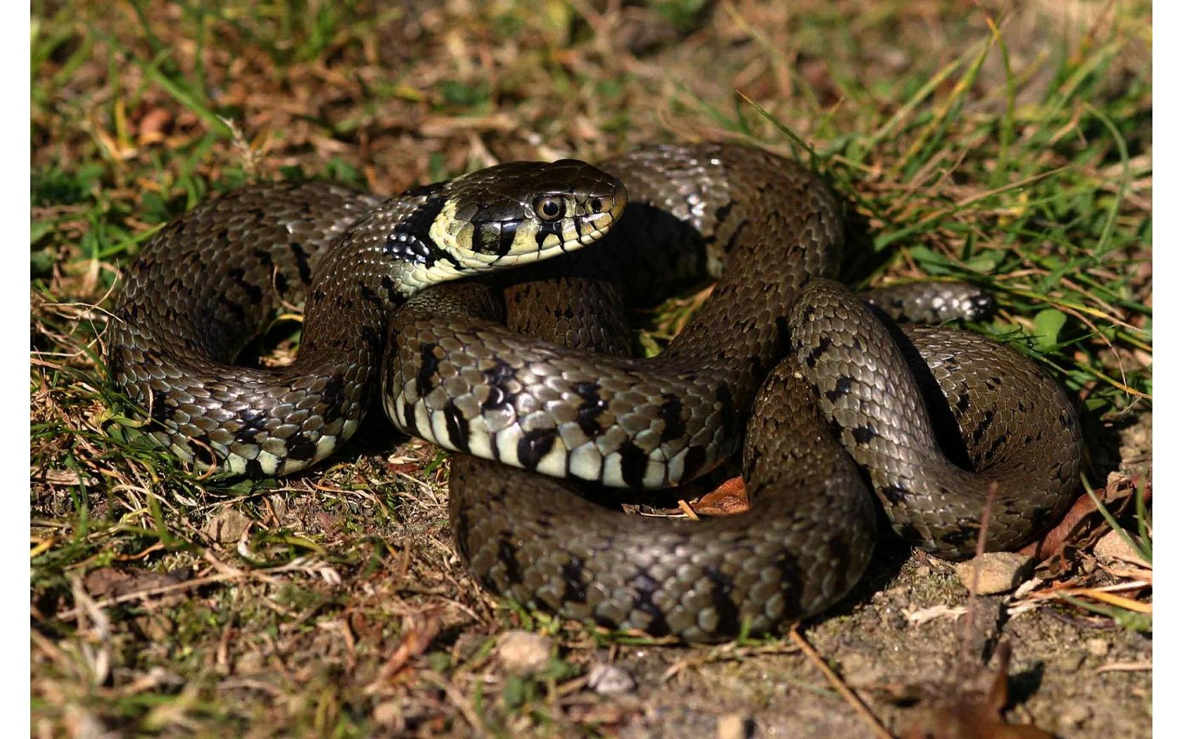 Best Jungle Life: Grass Snake Wallpaper And Picture