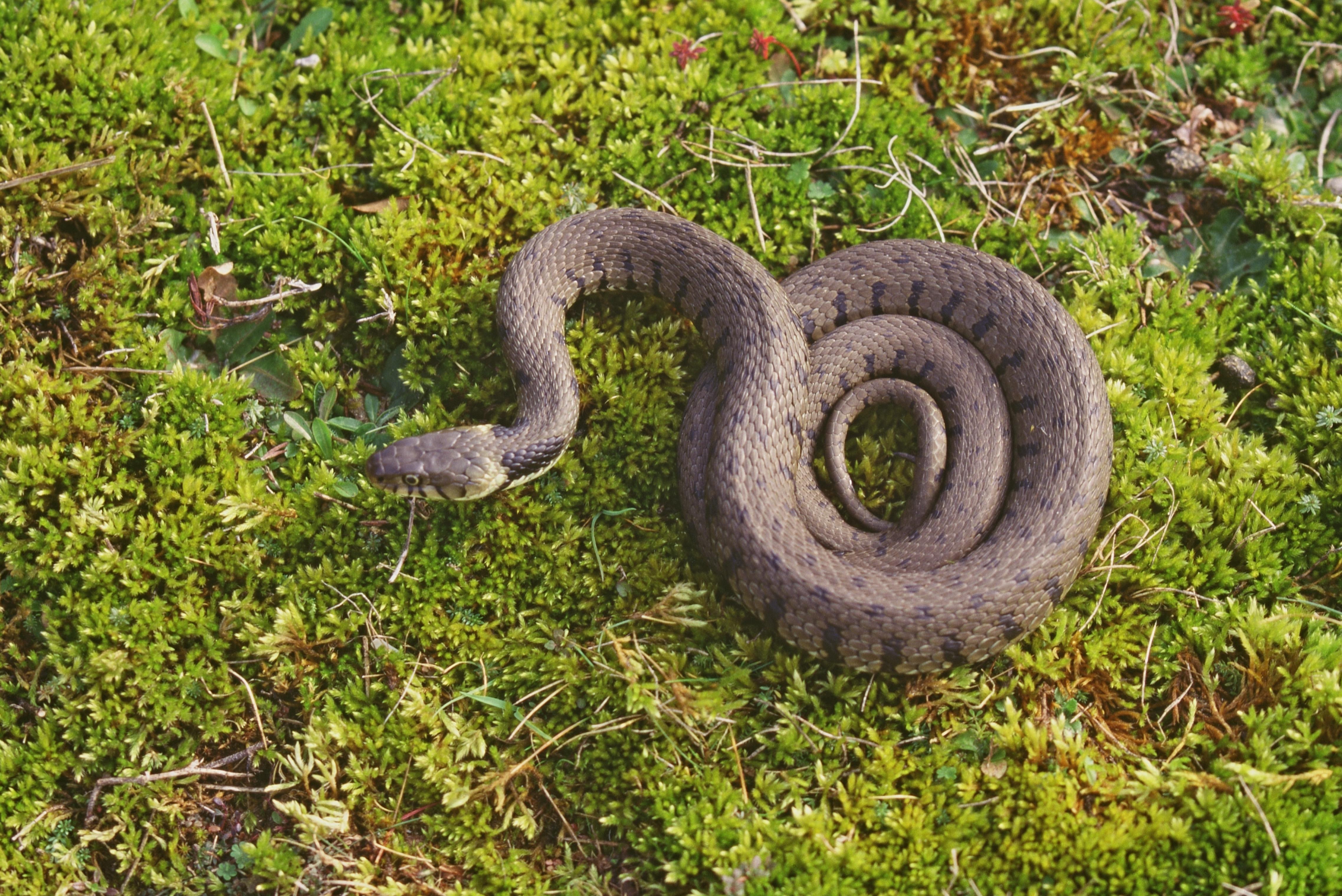 European Grass Snake 4k Ultra HD Wallpaper. Background Image