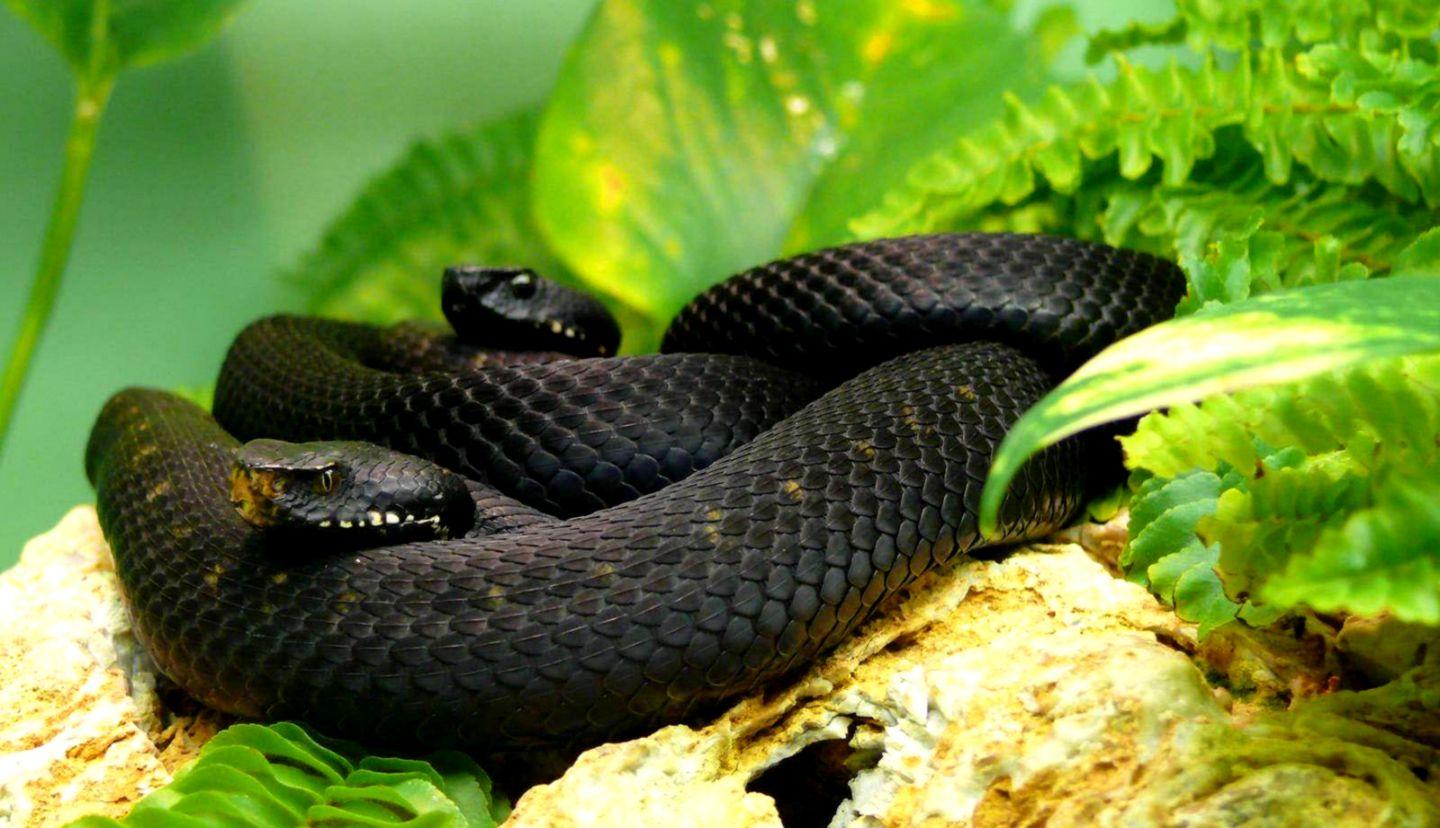 Black Mamba Snakes Desktop Wallpaper For Background Free Download