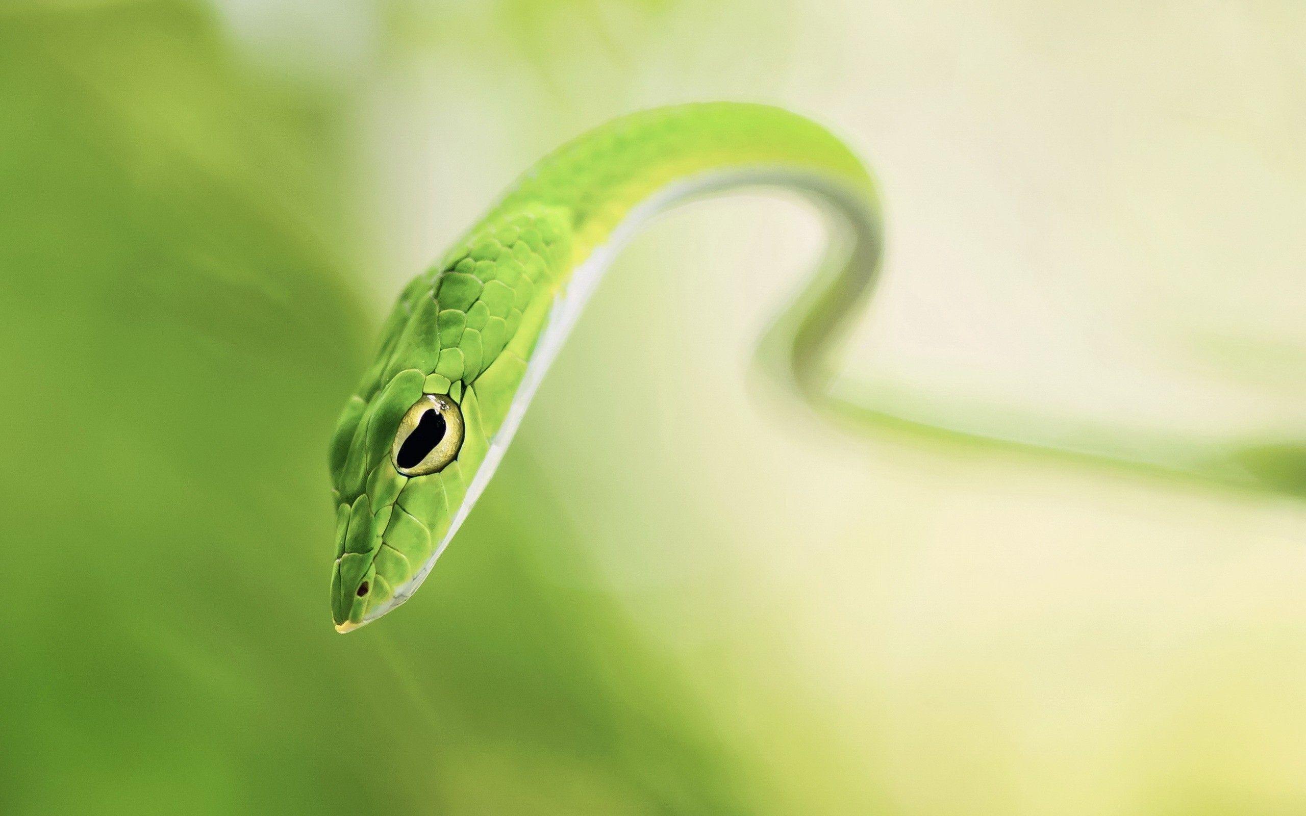 Grass Snake Free HD Wallpaper Image Background
