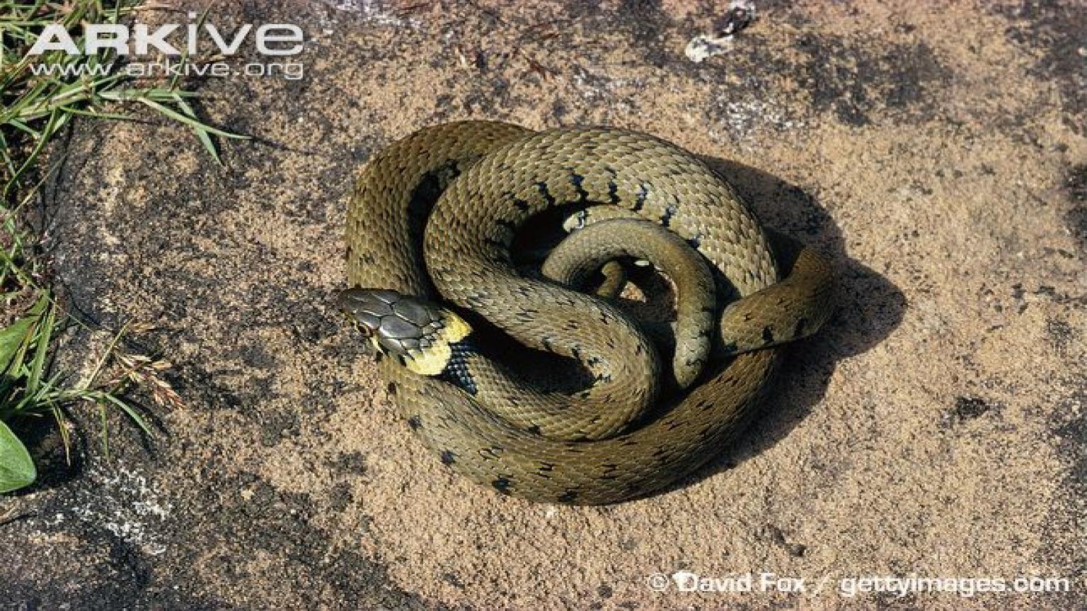 Wi.295: Grass Snake Wallpaper (650x431 Px)