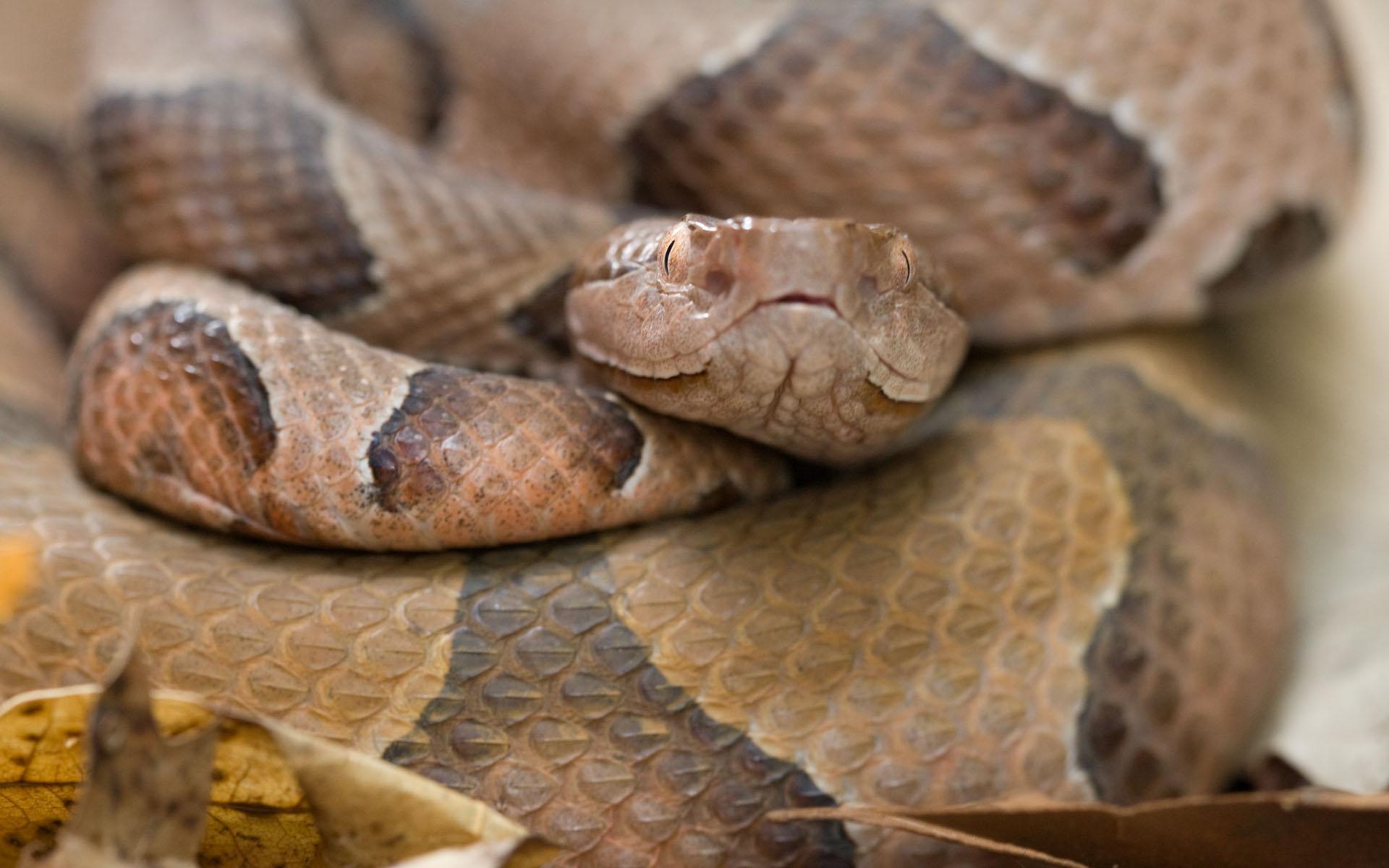 Pics of grass snakes download