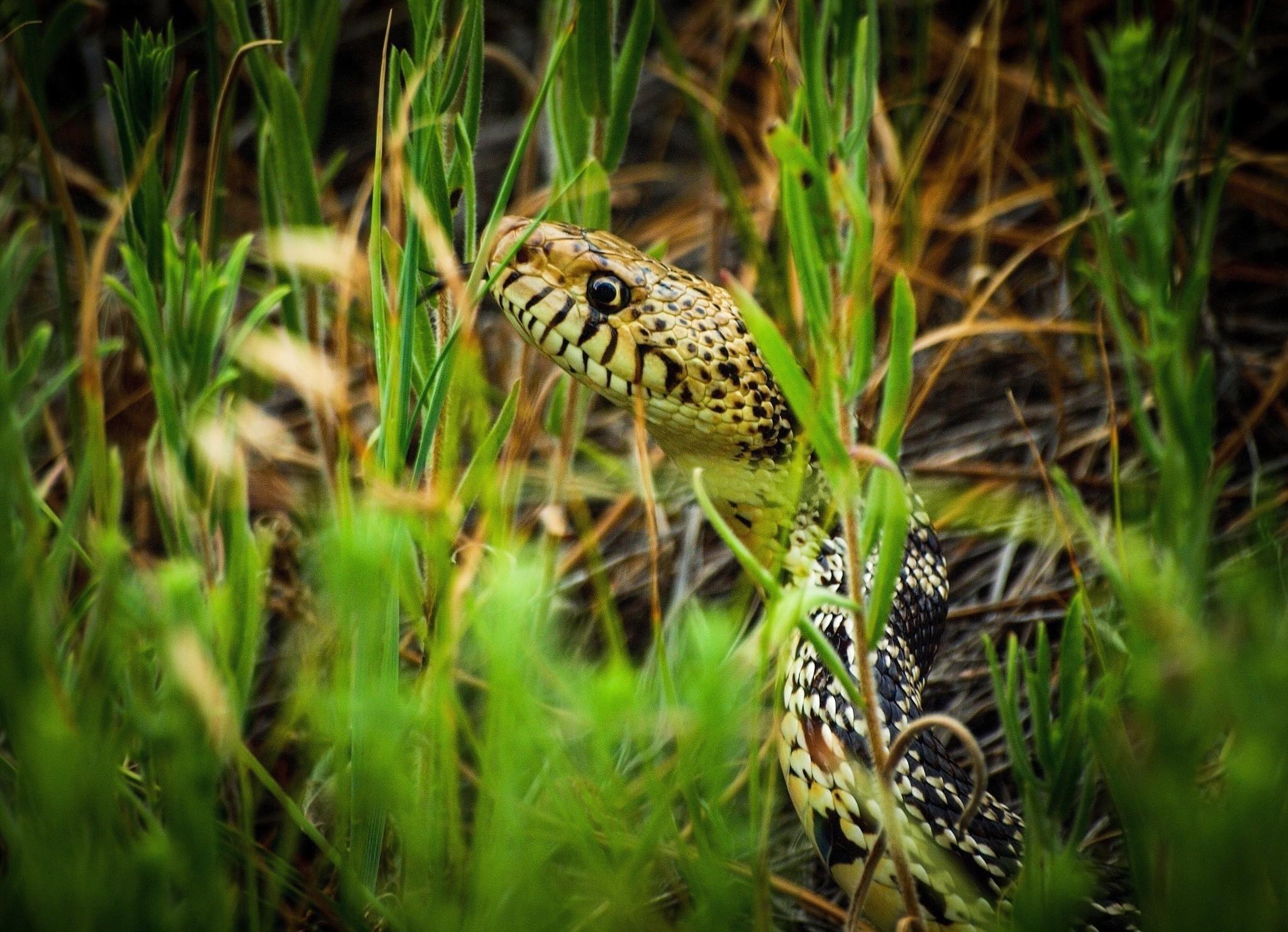 grass snake reptiles animals camouflage macro Wallpaper HD