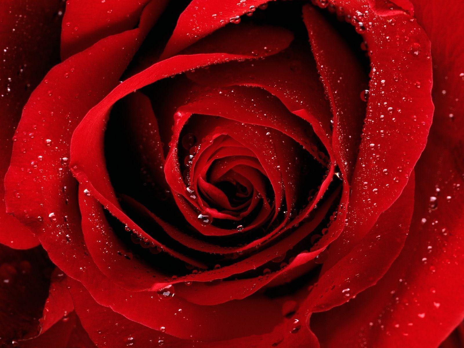 A Red Rose For You Wallpaper [1600x1200]