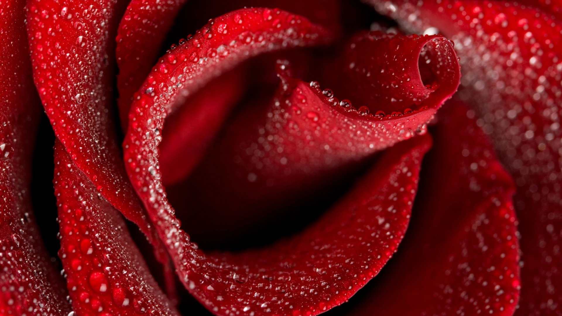 Best Free Red Rose Wallpaper