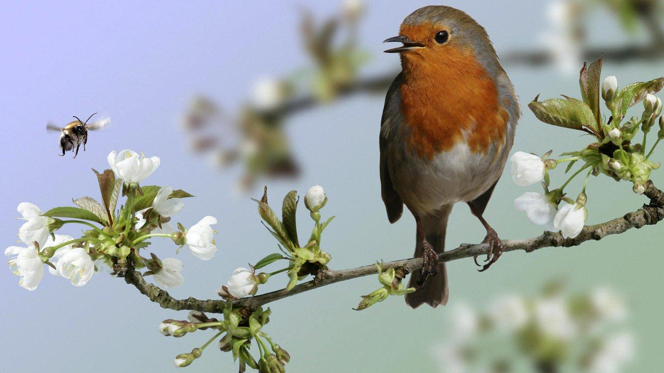 European Robin Wallpaper and Background Imagex768