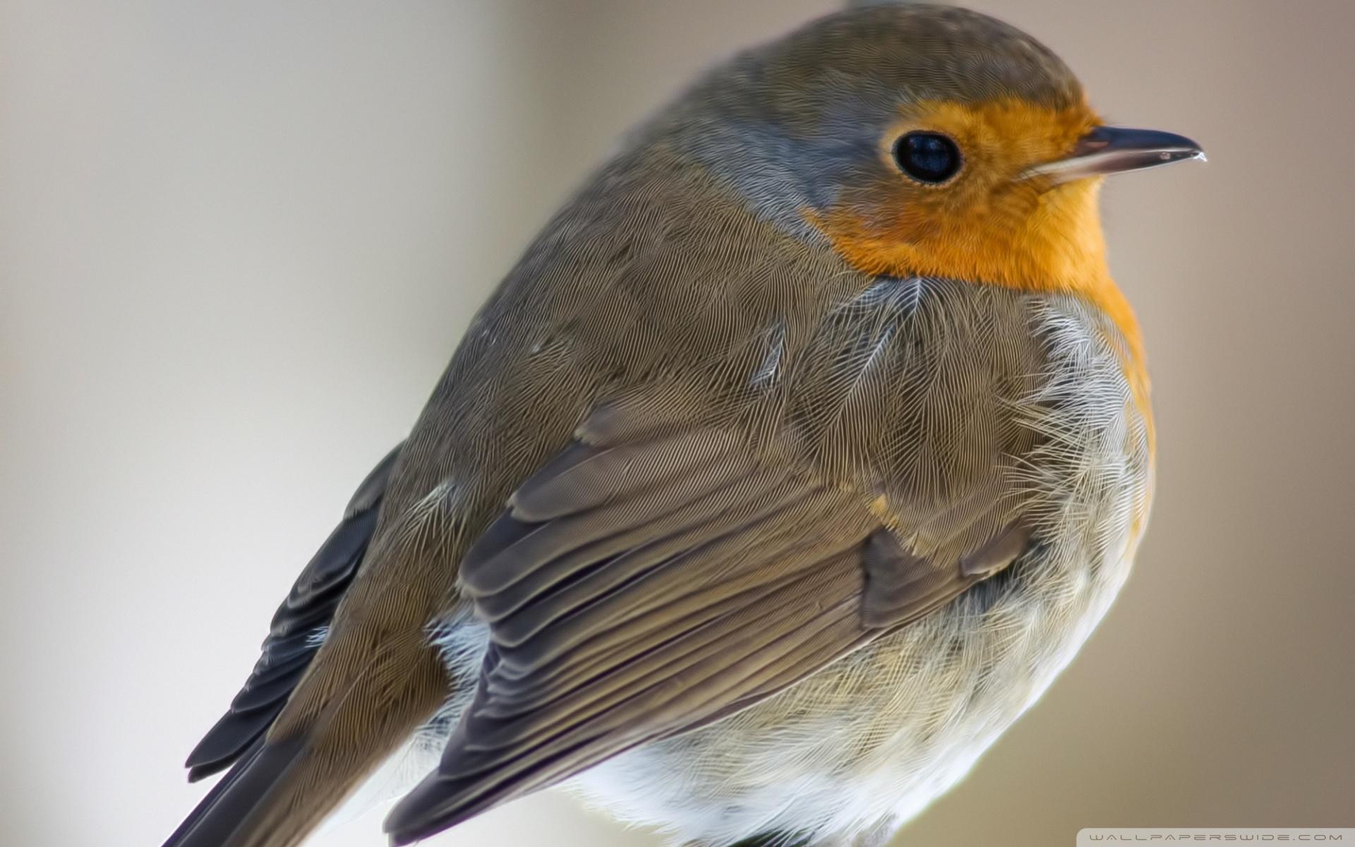 European Robin ❤ 4K HD Desktop Wallpaper for 4K Ultra HD TV • Wide