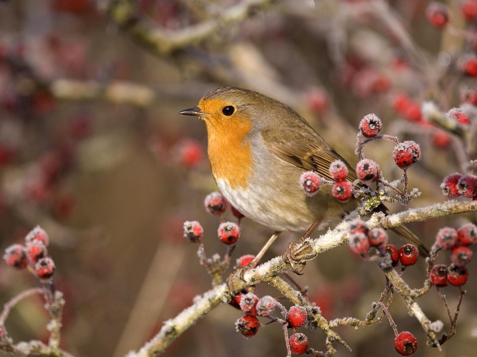 Wallpaper berry, branch, bird, frost, european robin, erithacus