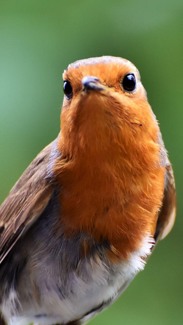 European robin, bird, cute wallpaper