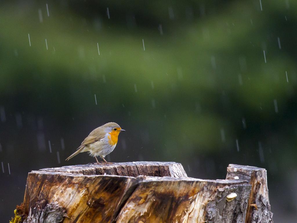 European Robin in the rain (Explored). Norway i Tel
