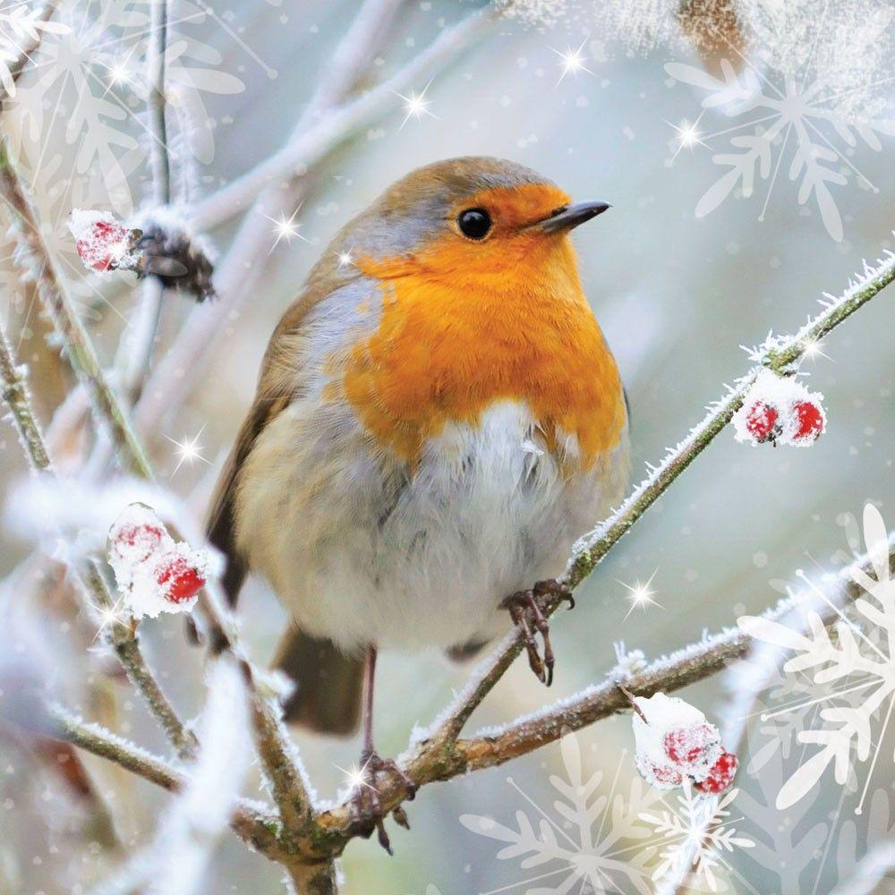 Winter Robins. Beautiful birds, Birds, Bird photo