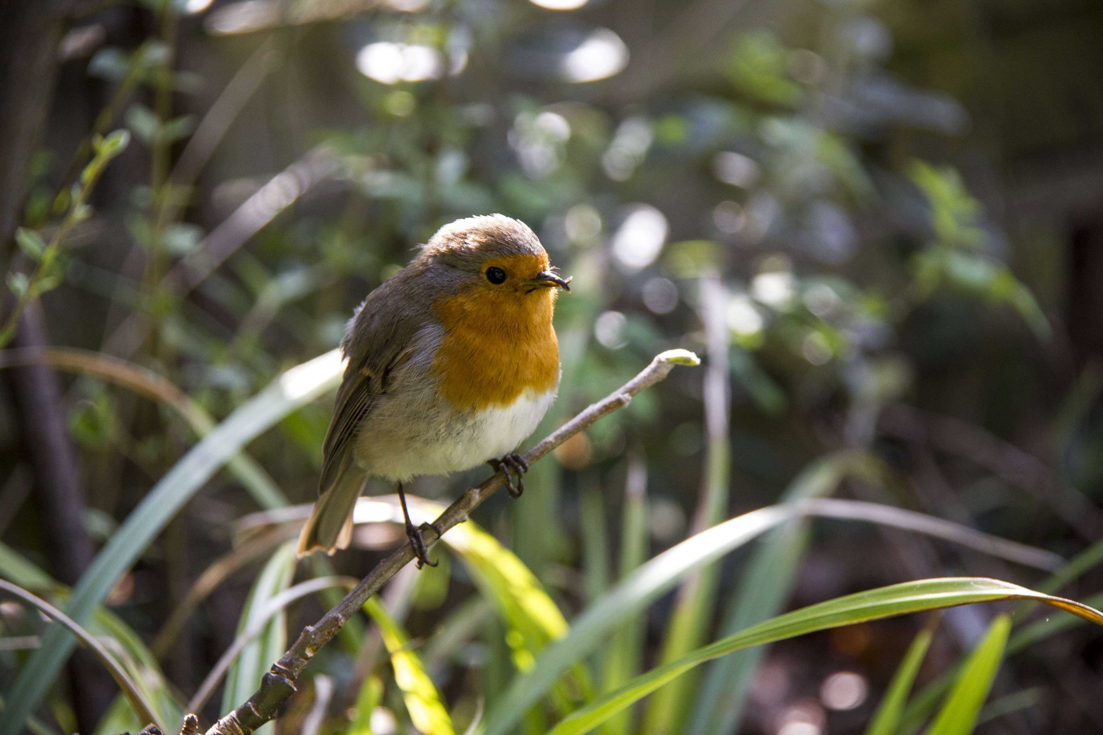 beak, bird, branch, england, european robin, garden, great britain