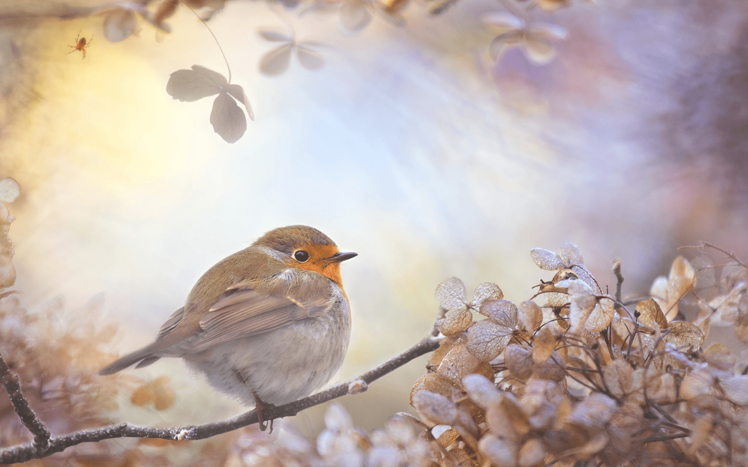 Download 2560x1600 bird, branche, leaves, collage, spider, robin