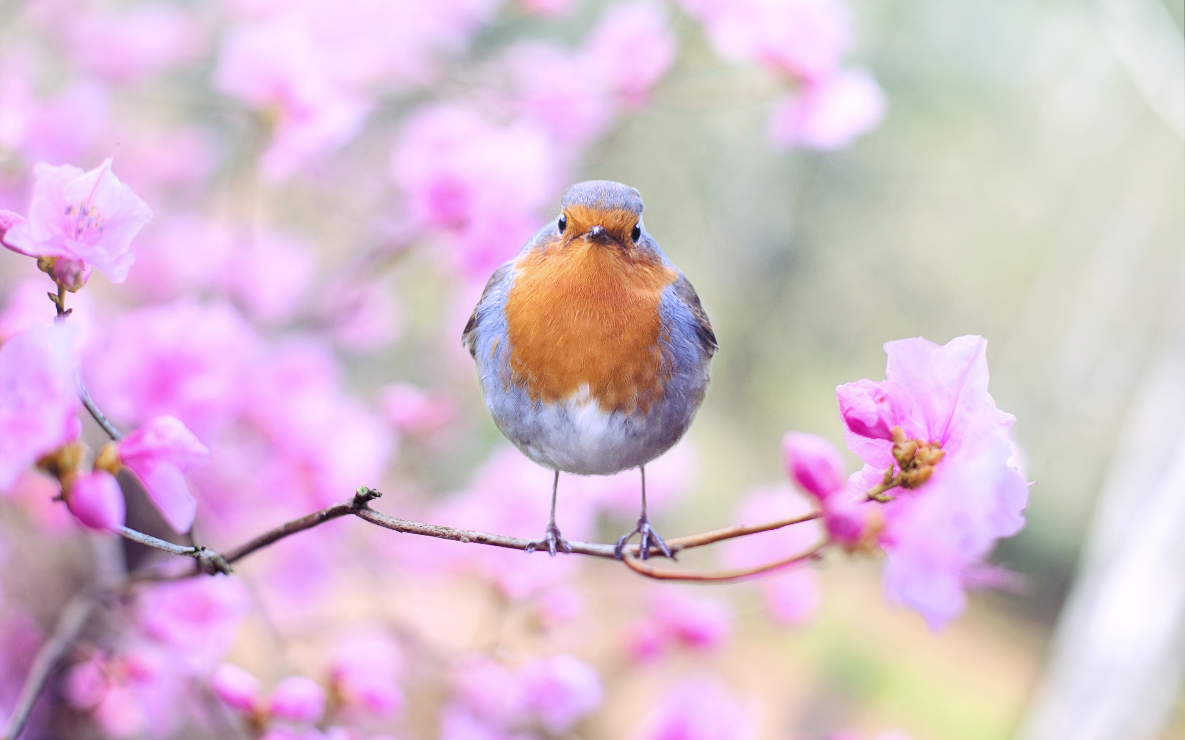 Download 3840x2400 wallpaper spring, bird, european robin, blossom