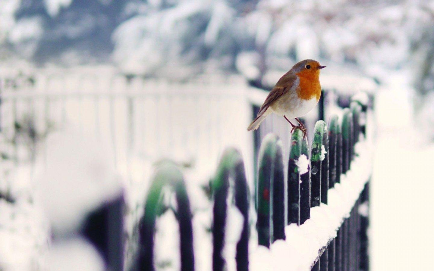 HD Wallpaper Of The European Robin Bird During Winter Time