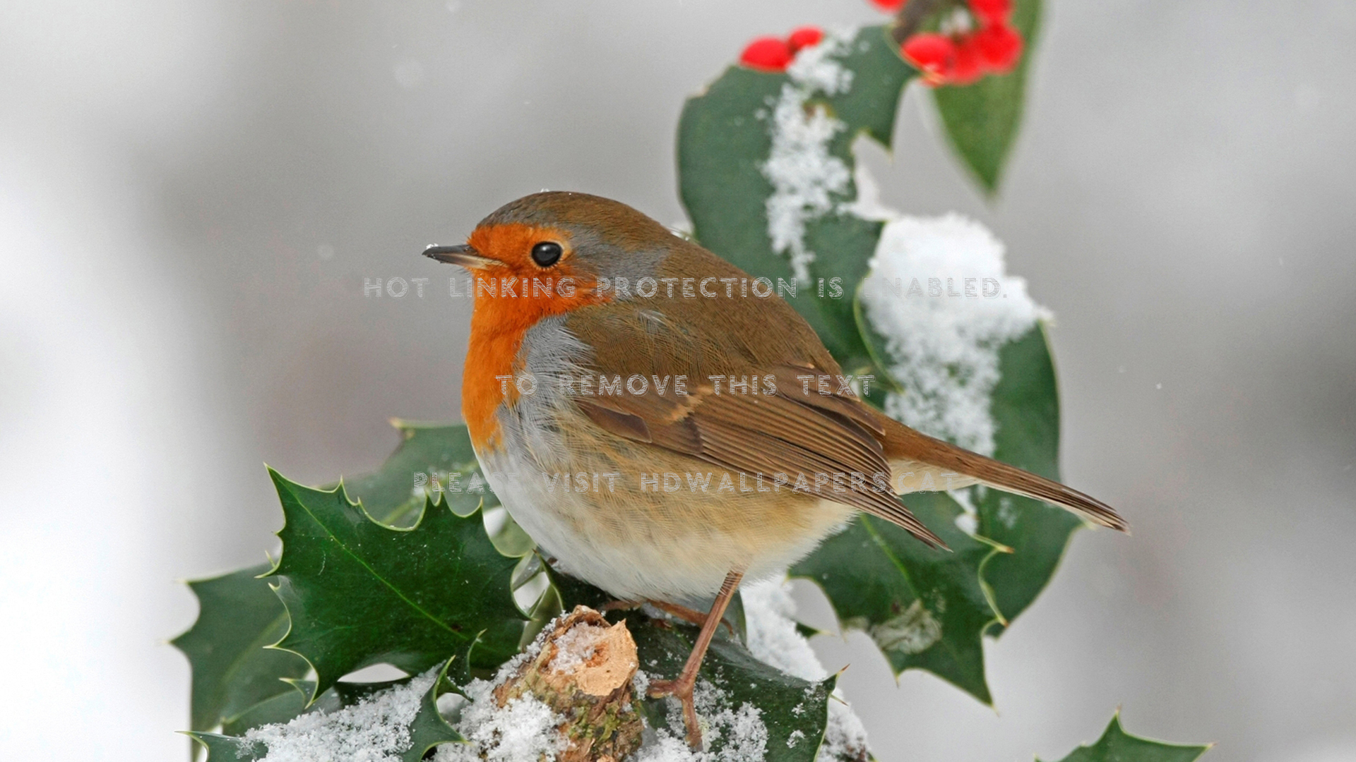 european robin on holly winter bird snow