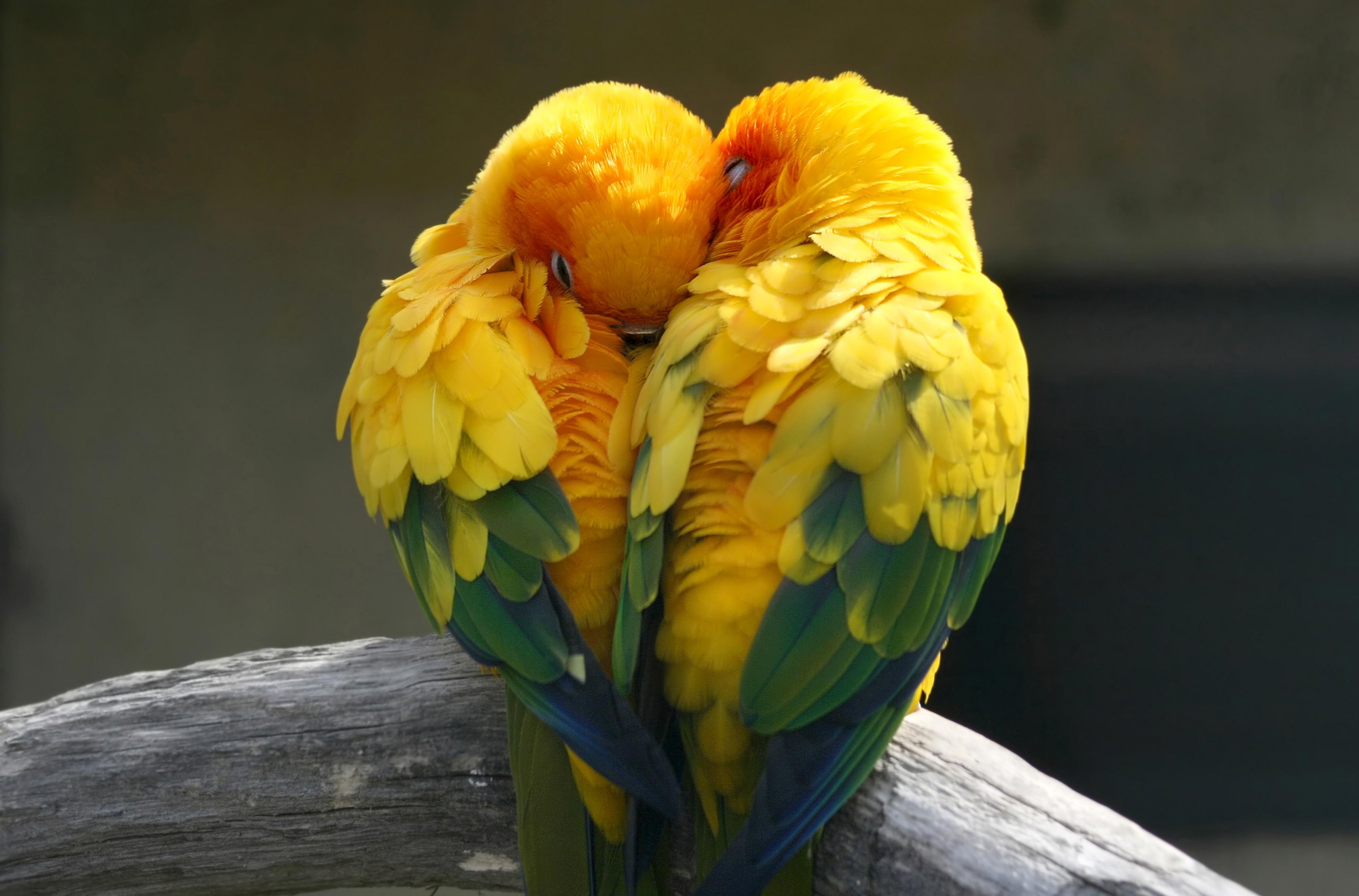 Tropical Bird Desktop Wallpaper