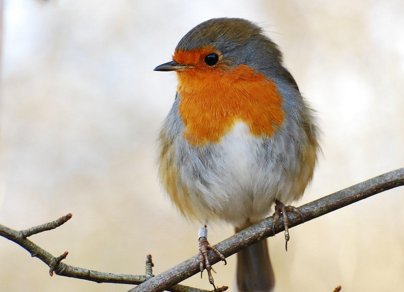 Gallery of Image of a Robin on Animal Picture Society