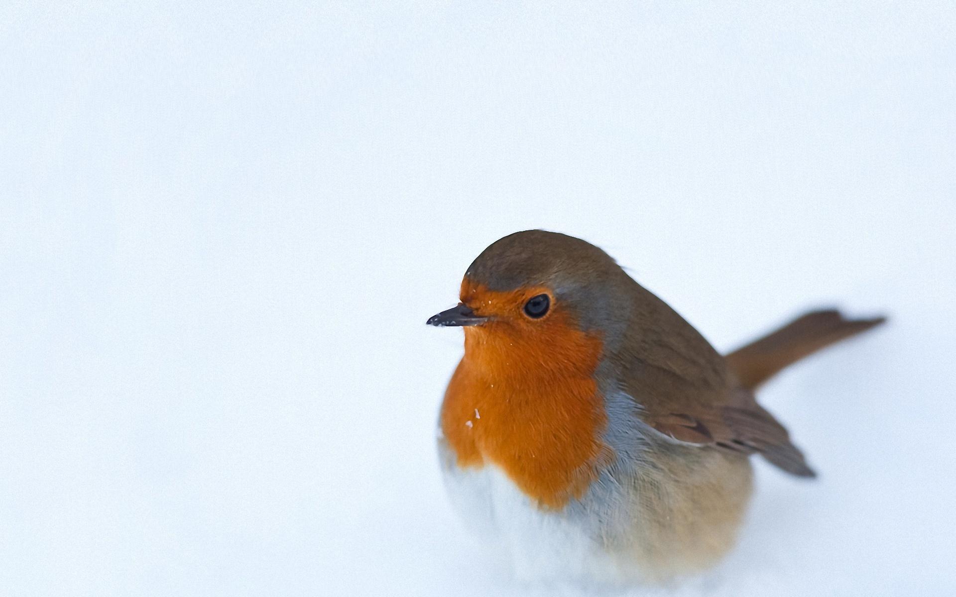 Image Animal, Pierrot, Robin, Emberizidae, European Robin HD