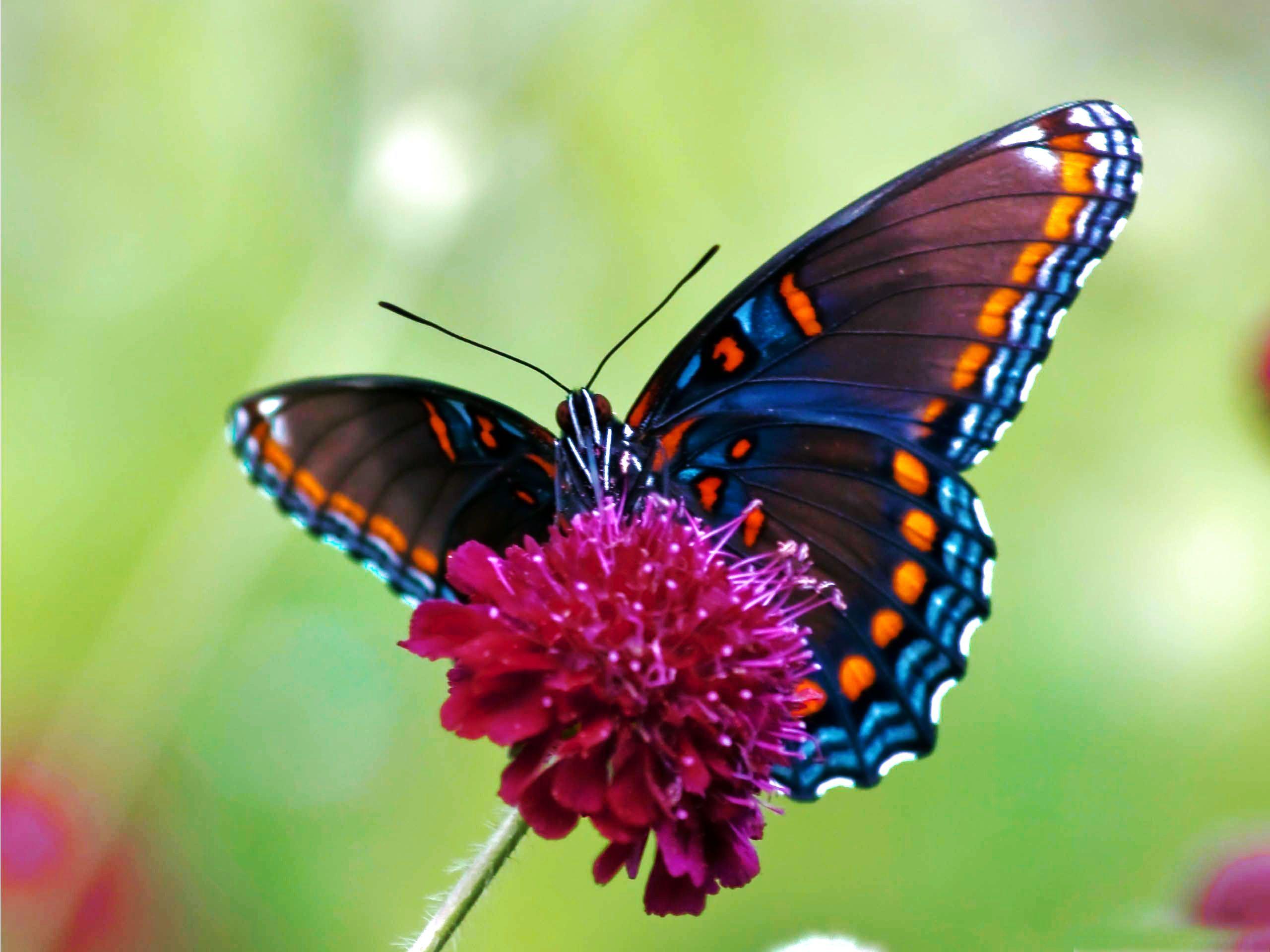 Illustrations Of Butterflies. HD Colorful Butterfly Wallpaper