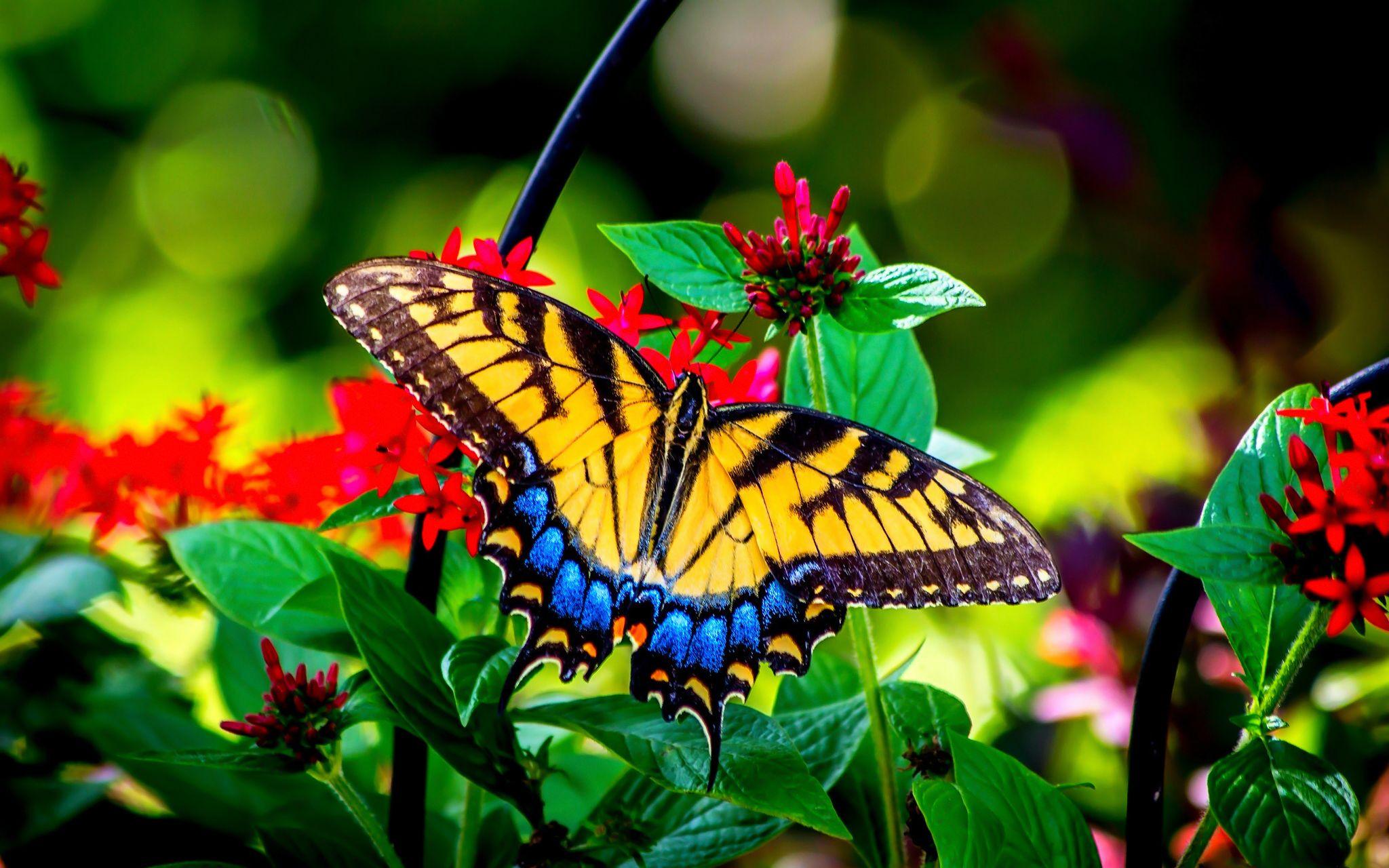 Beautiful Butterflies in Nature. Butterfly and garden flowers