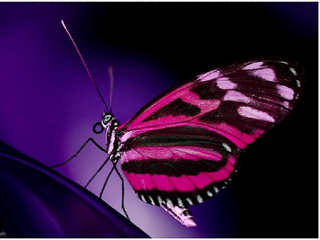 Butterflies image Pink Butterfly HD wallpaper and background photo