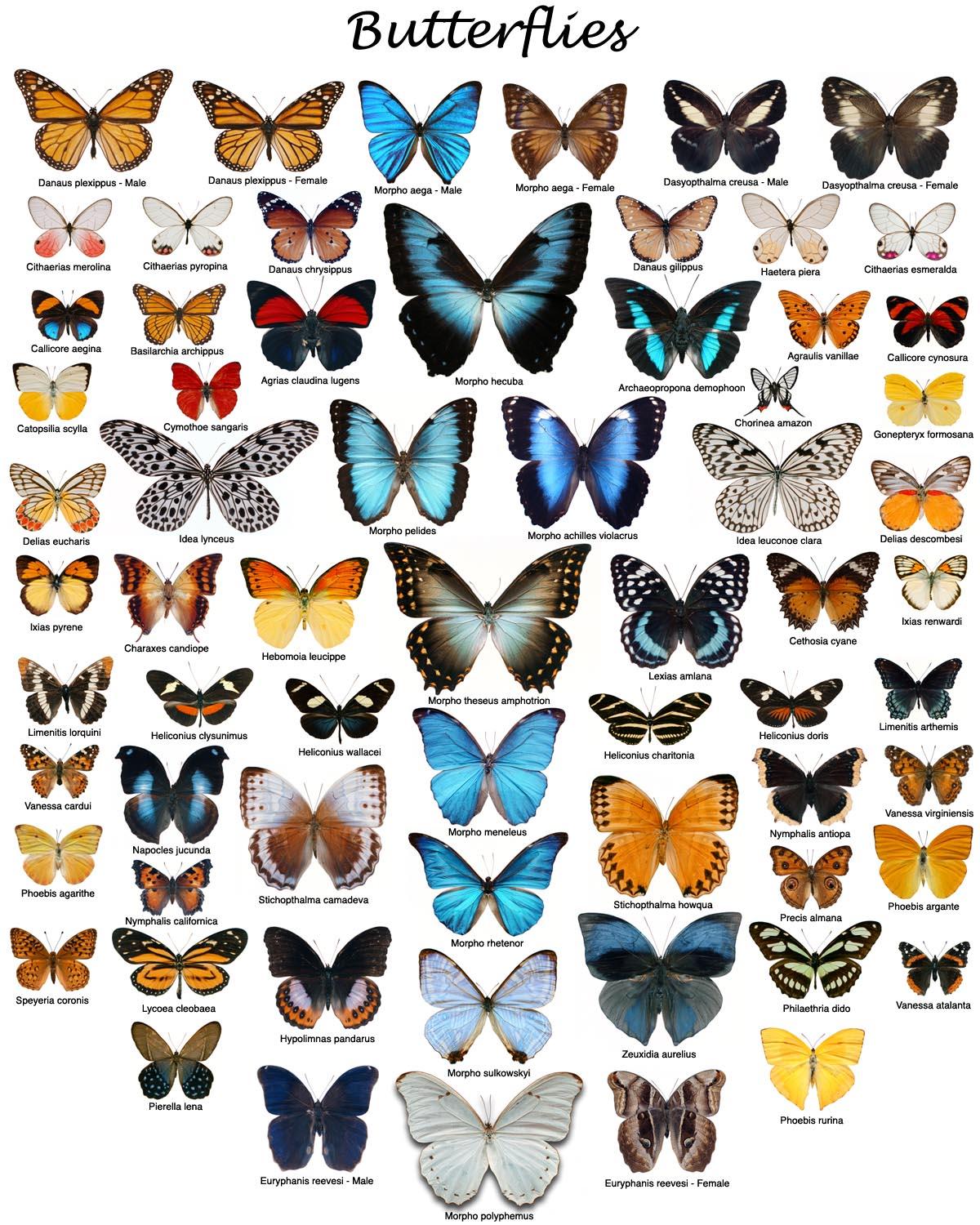 Tegans butterflies: text, image, music, video. Glogster EDU