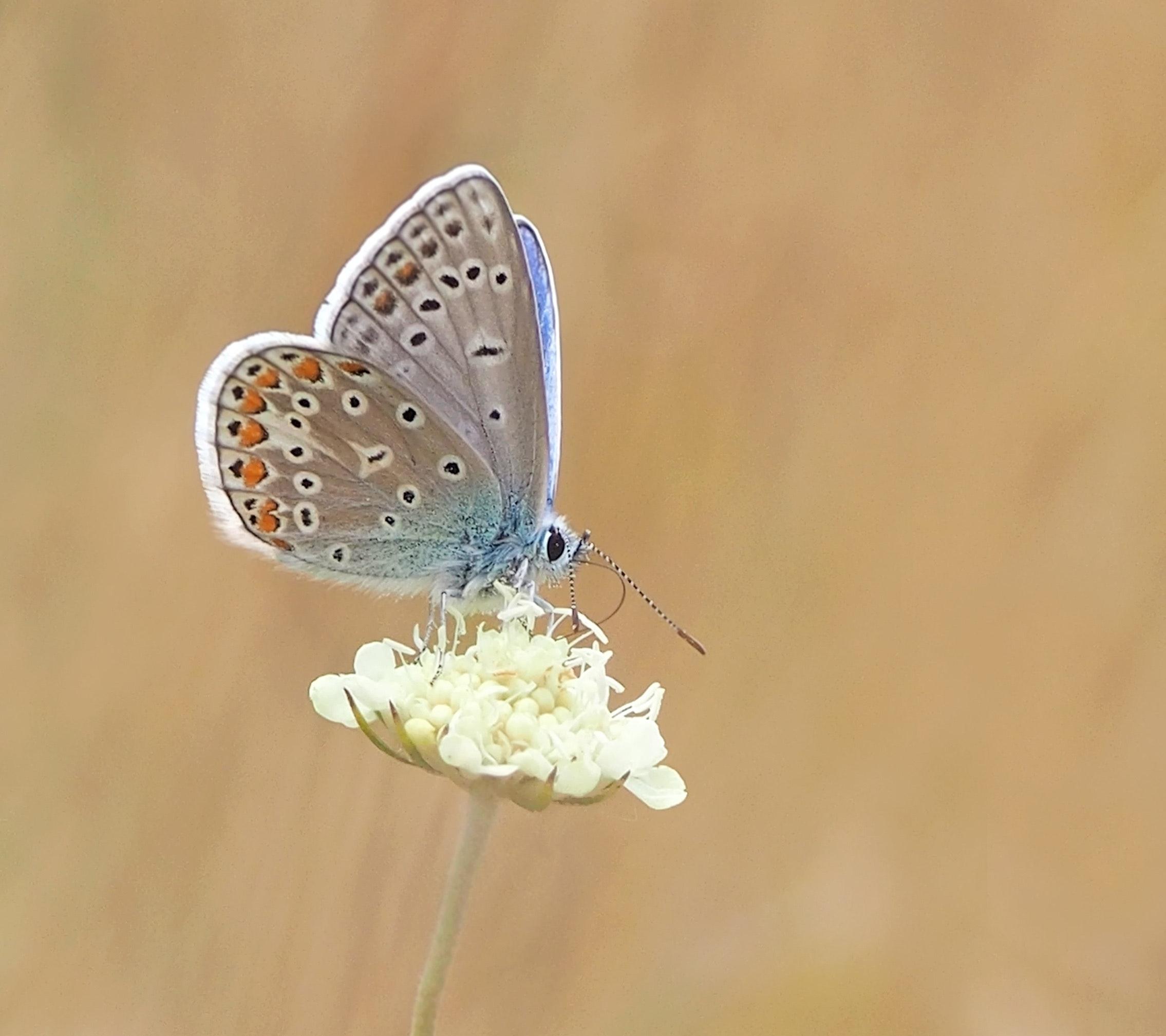 Beautiful Butterfly Picture