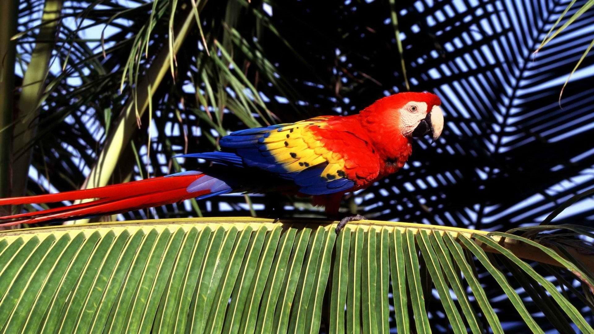 Tropical Birds Wallpapers - Wallpaper Cave