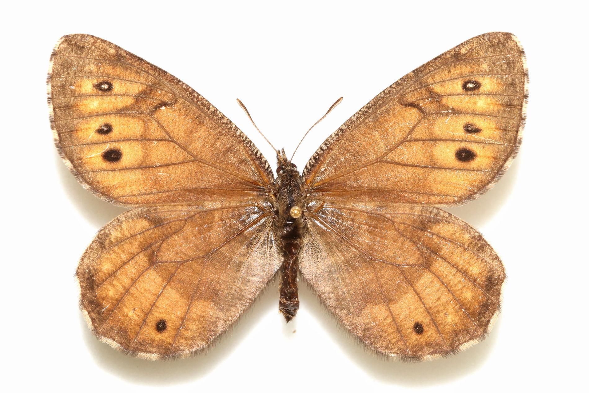 New Butterfly Discovered in Alaska for First Time in 28 Years